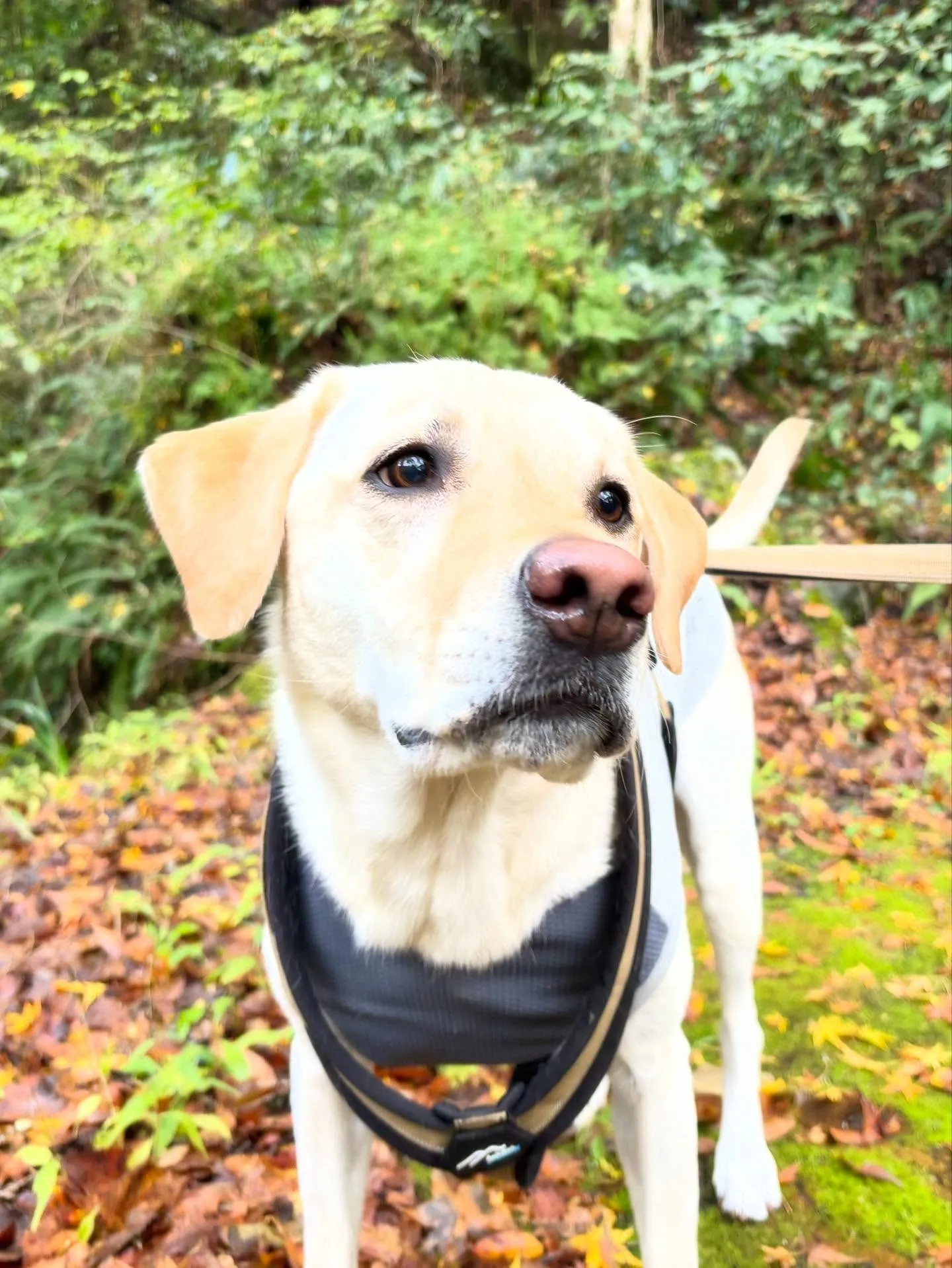 先月アップできなかったお手入れわんこたち🐶ラスト投稿です❣️