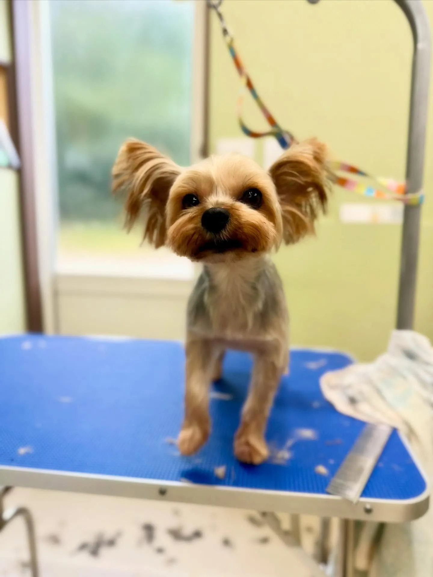 先月アップできなかったお手入れわんこたち🐶ラスト投稿です❣️