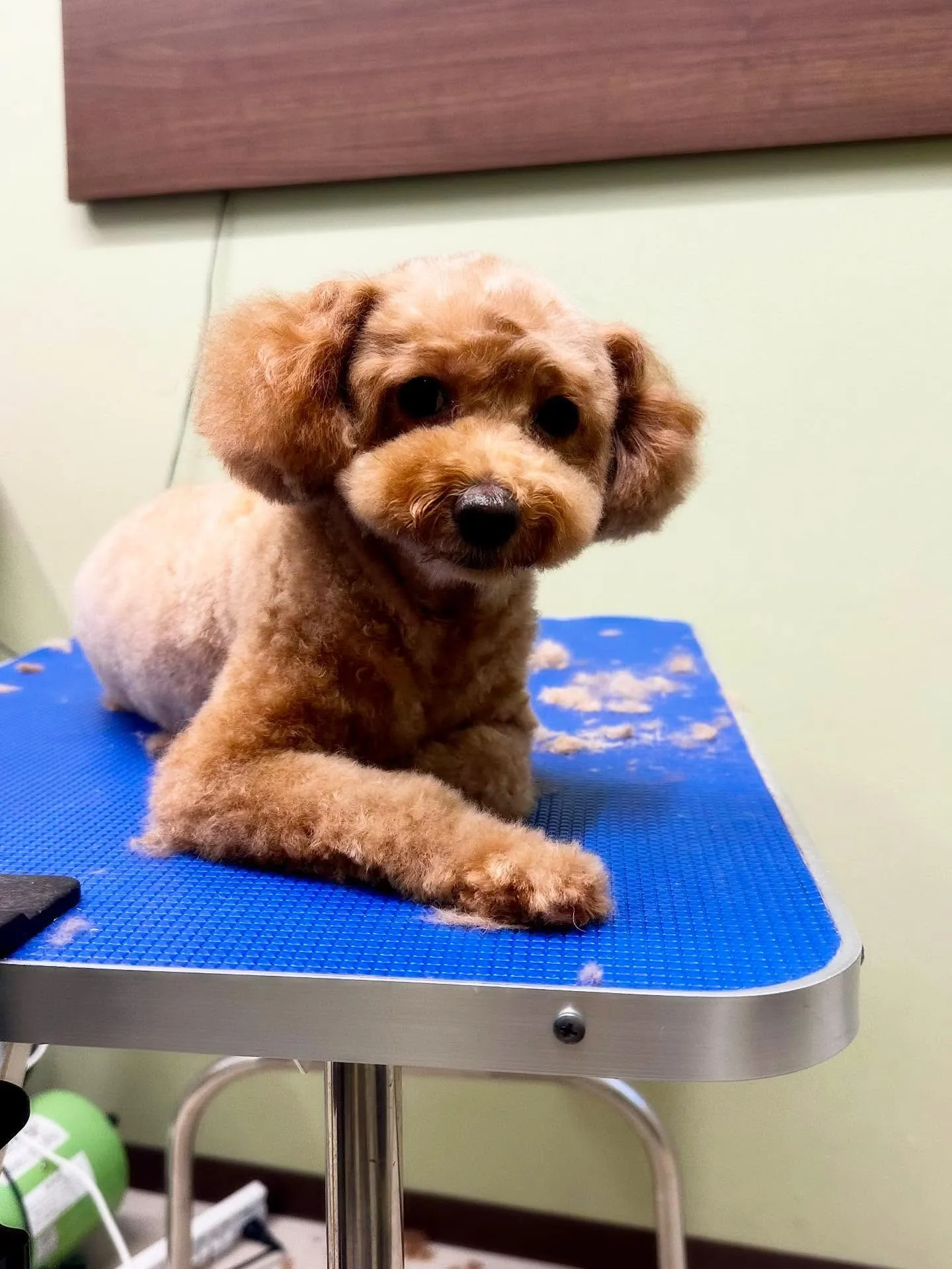 先月アップできなかったお手入れわんこたち🐶ラスト投稿です❣️