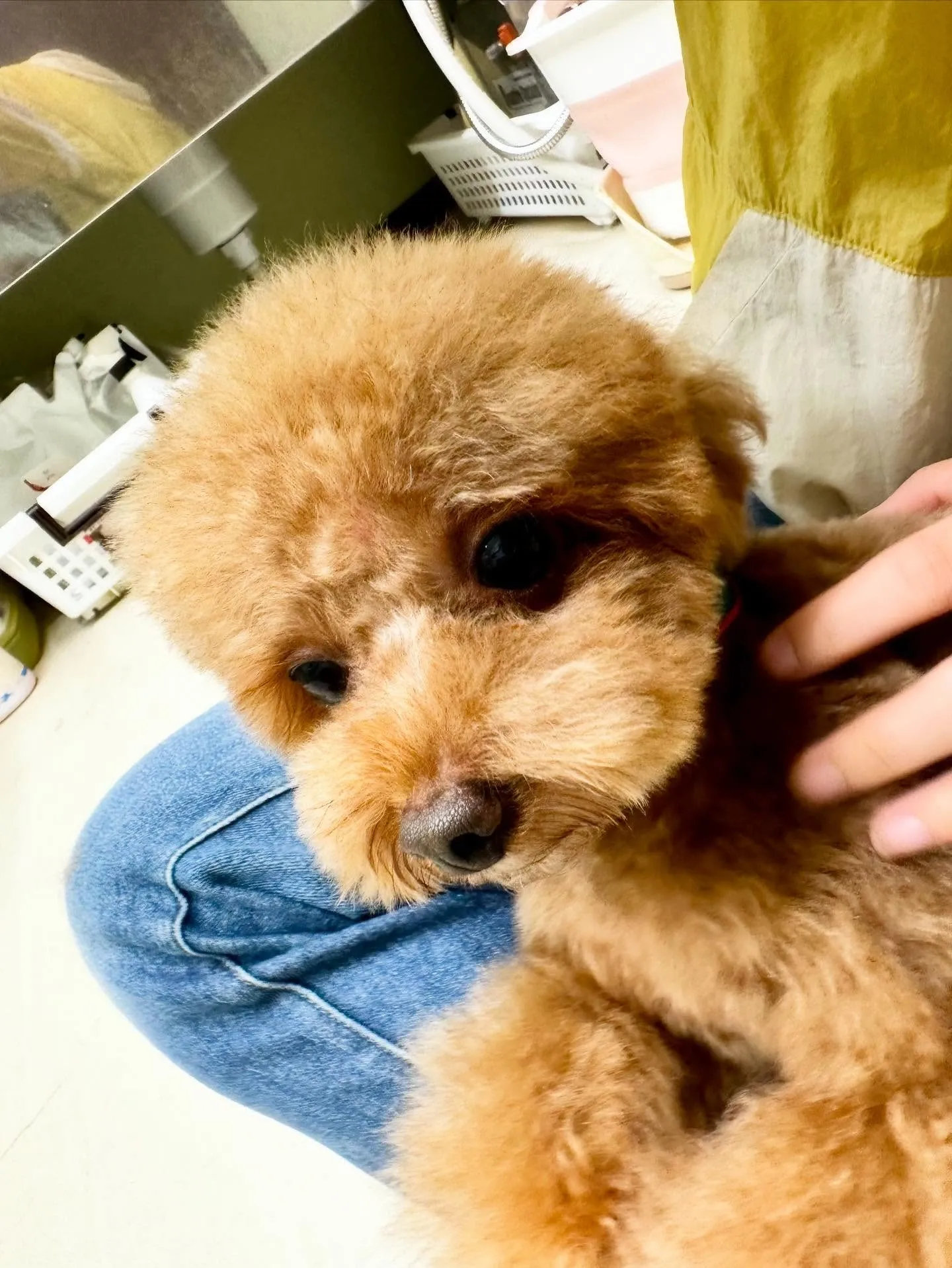 先月アップできなかったお手入れわんこたち🐶ラスト投稿です❣️