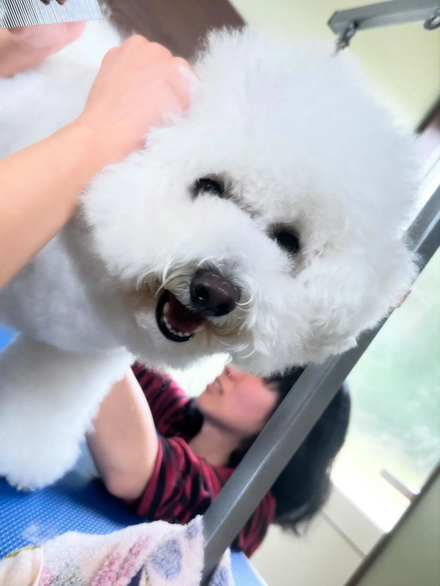 先月アップできなかったお手入れわんこたち🐶ラスト投稿です❣️