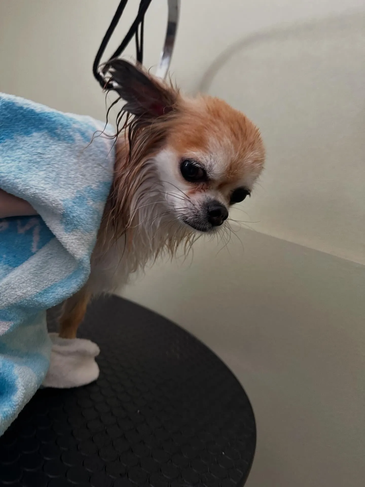 ようやく今月のトリミングわんこさんたちです😂