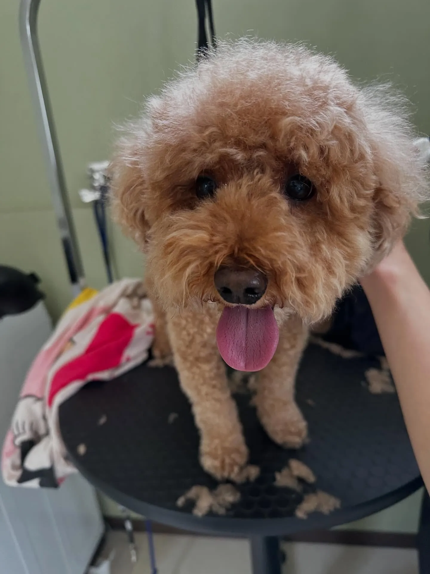 ようやく今月のトリミングわんこさんたちです😂