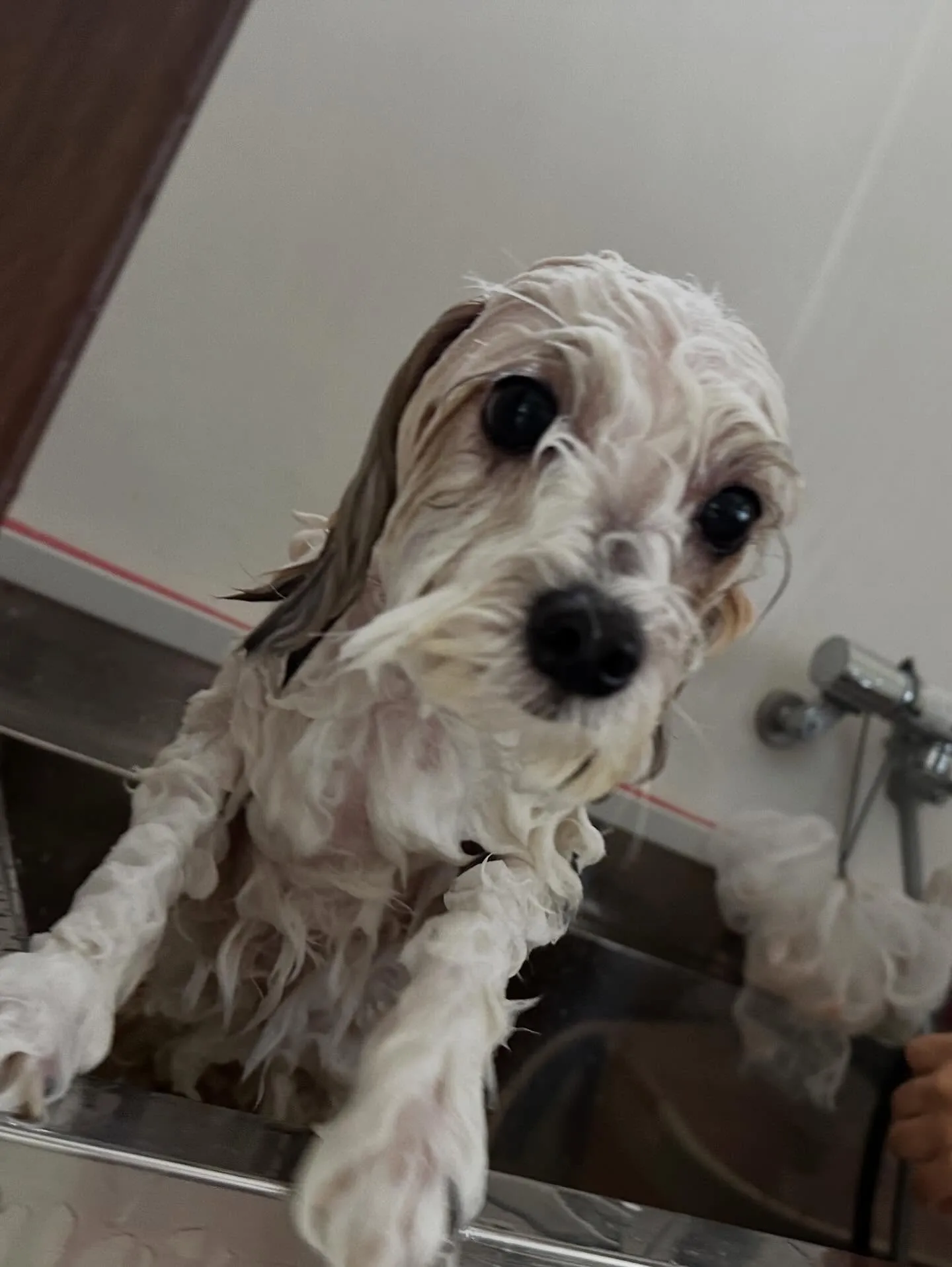 ようやく今月のトリミングわんこさんたちです😂