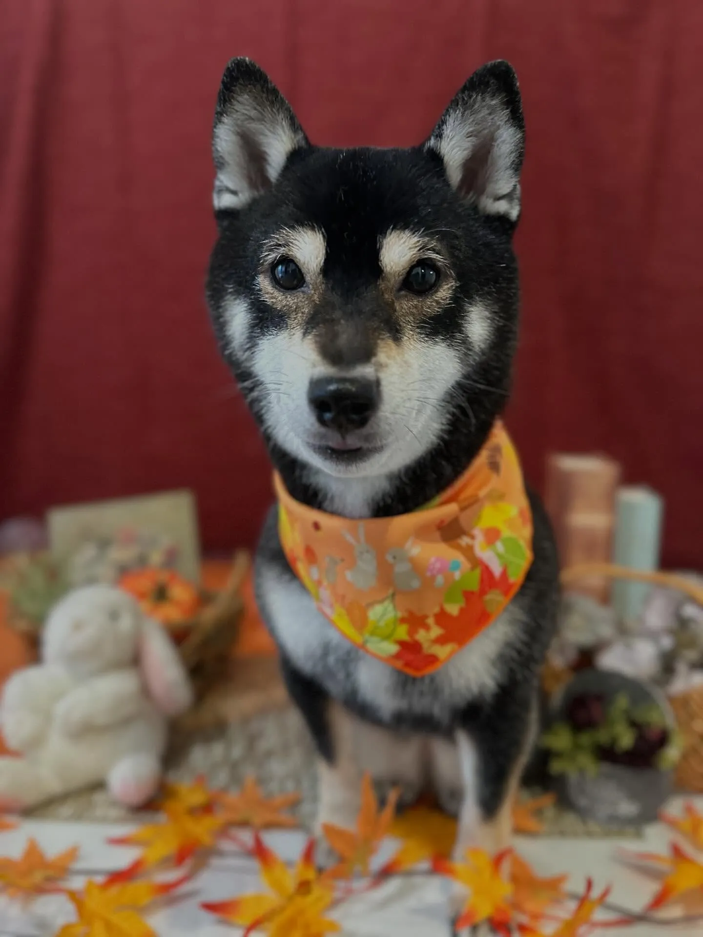 ようやく今月のトリミングわんこさんたちです😂