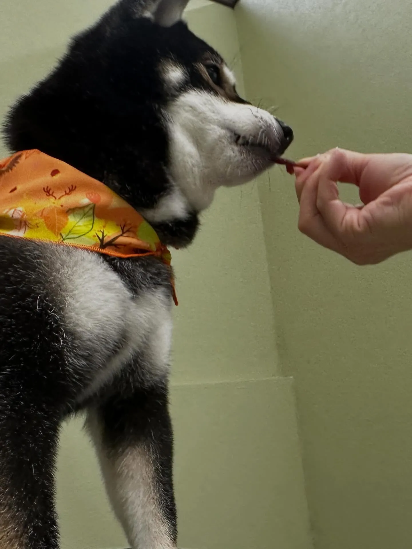 ようやく今月のトリミングわんこさんたちです😂