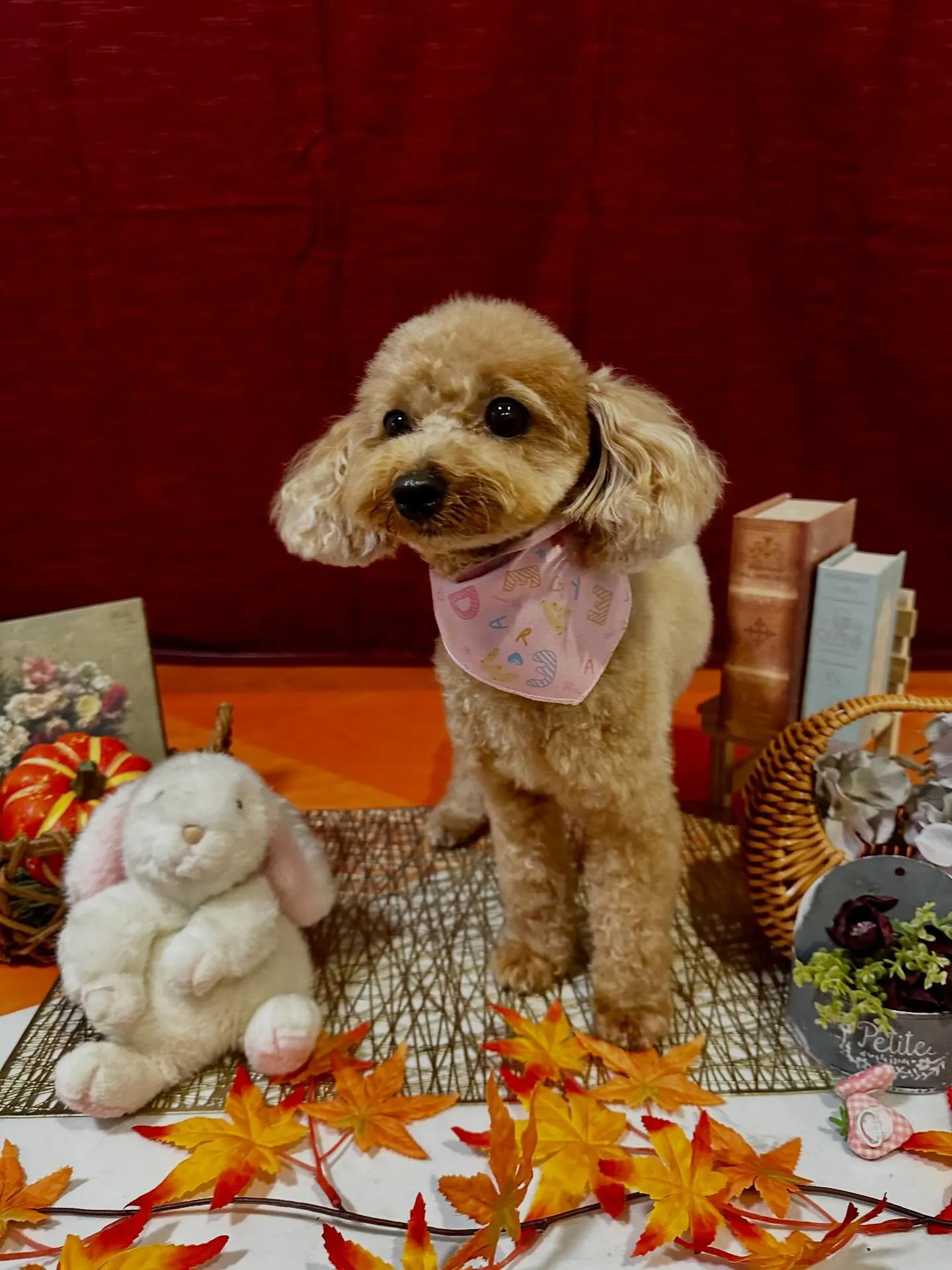 ようやく今月のトリミングわんこさんたちです😂