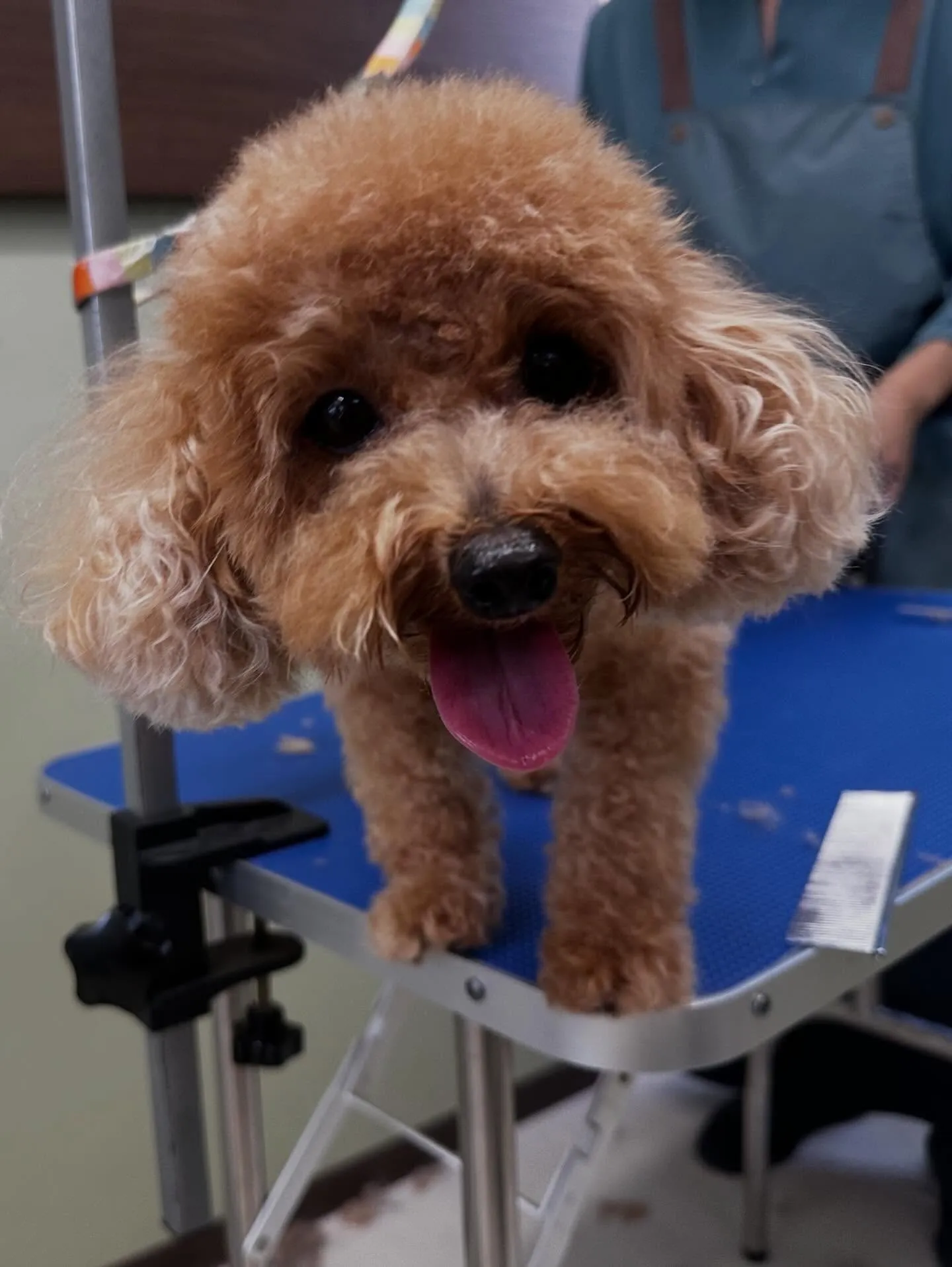 ようやく今月のトリミングわんこさんたちです😂