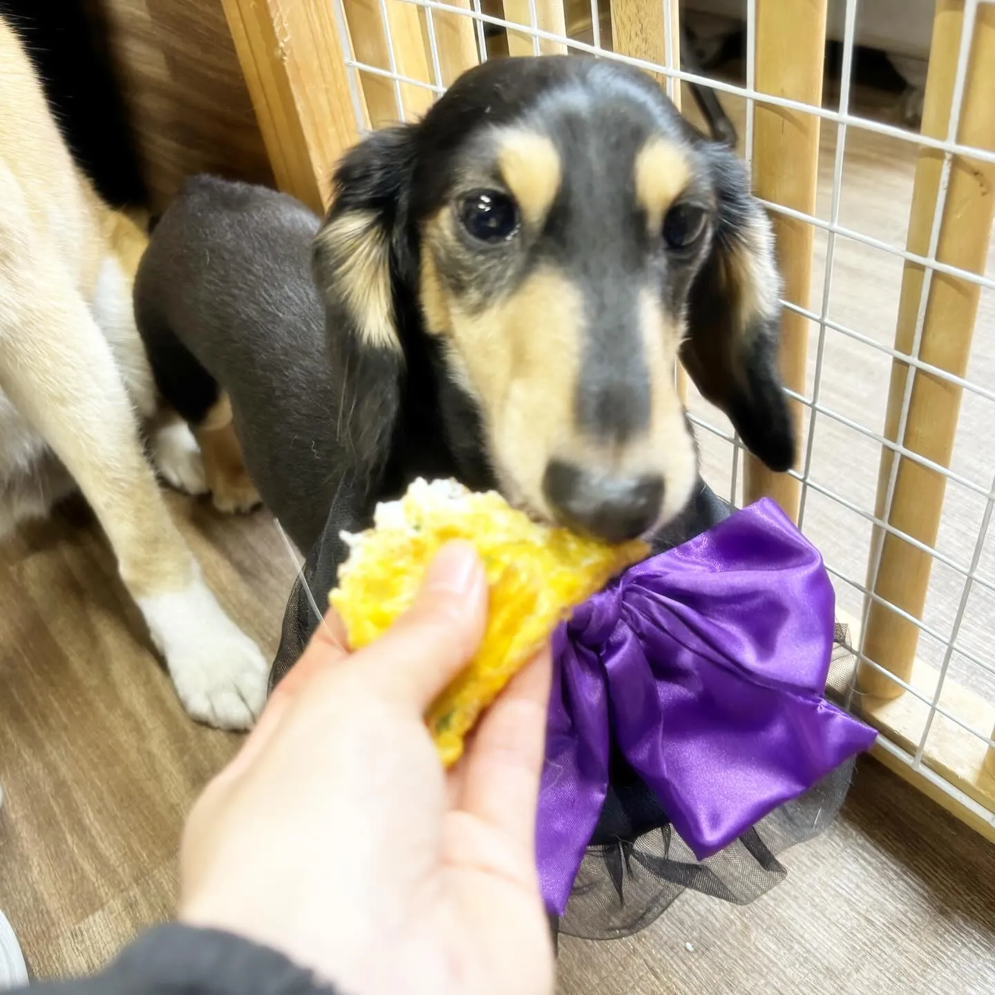 ハロウィンイベントのアルバムが全部作り終わりました🎃📕