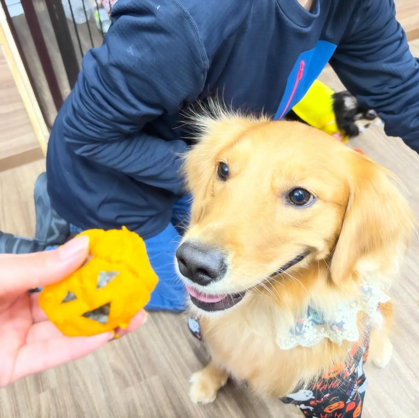 ハロウィンイベントのアルバムが全部作り終わりました🎃📕