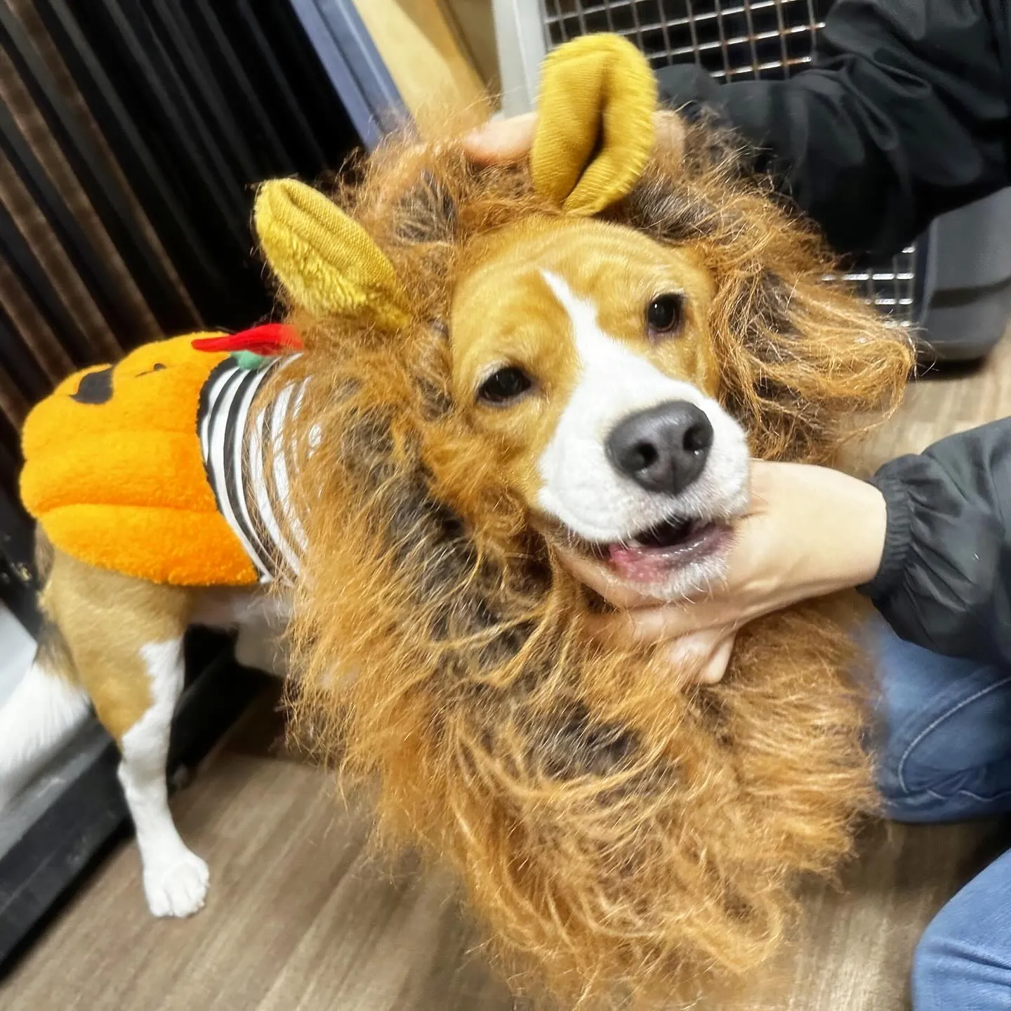 ハロウィンイベントのアルバムが全部作り終わりました🎃📕