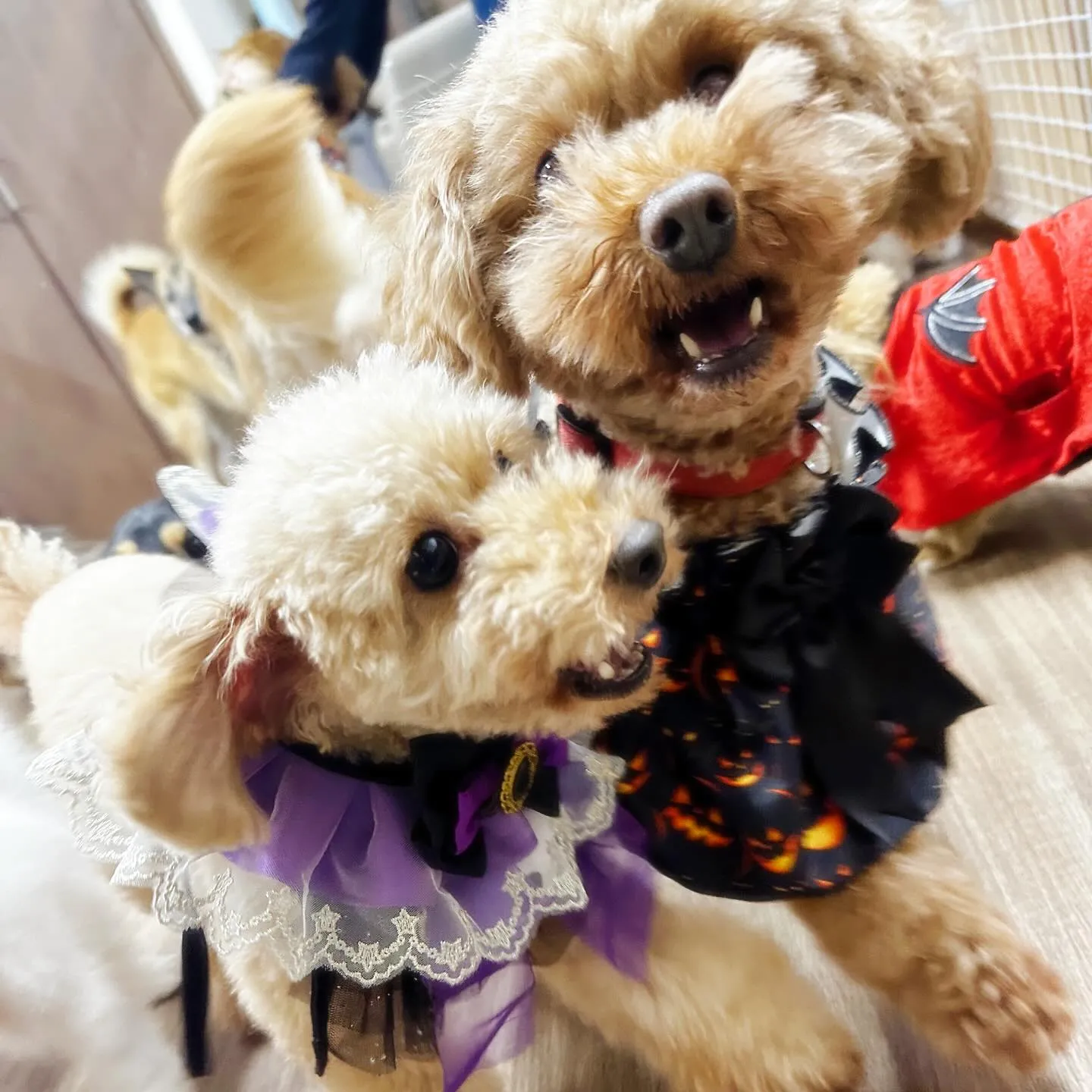 ハロウィンイベントのアルバムが全部作り終わりました🎃📕