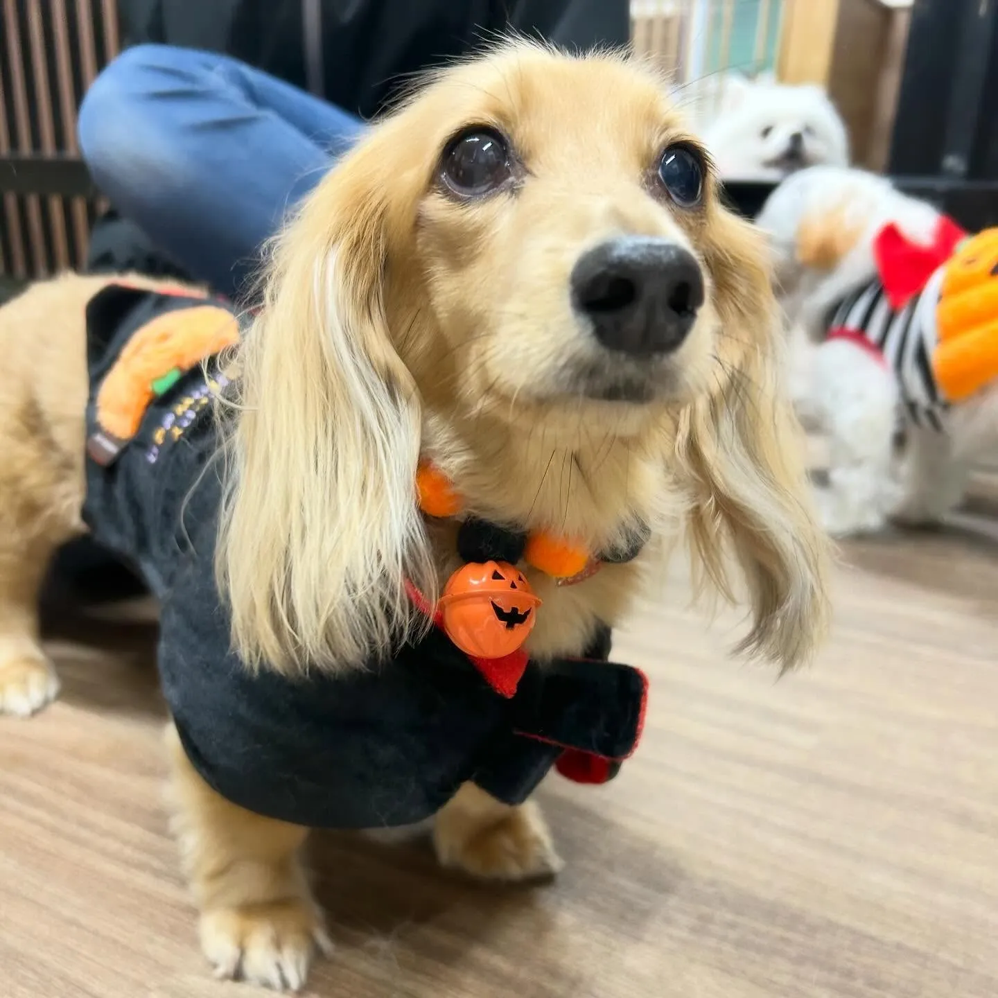 ハロウィンイベントのアルバムが全部作り終わりました🎃📕