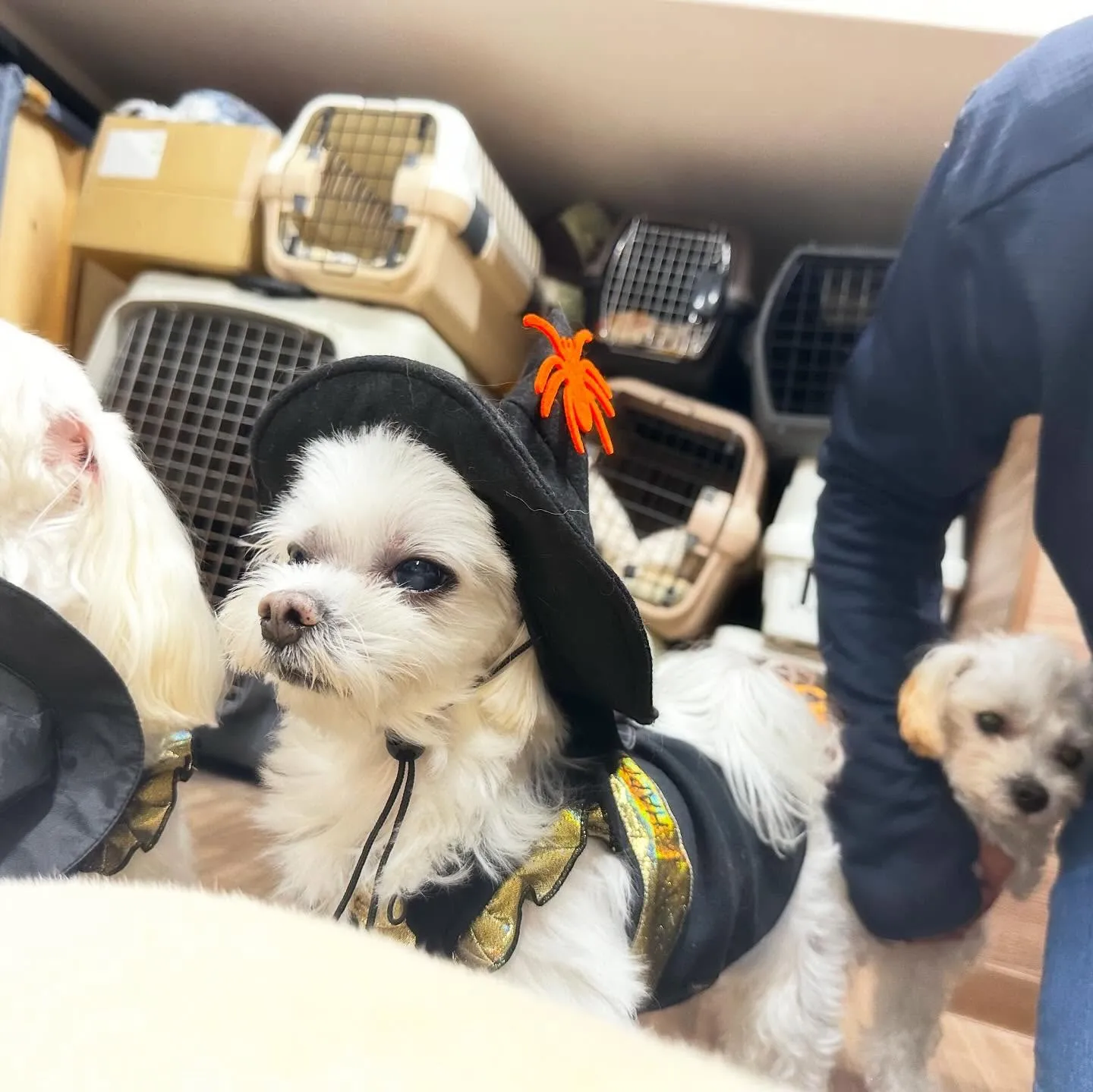 ハロウィンイベントのアルバムが全部作り終わりました🎃📕