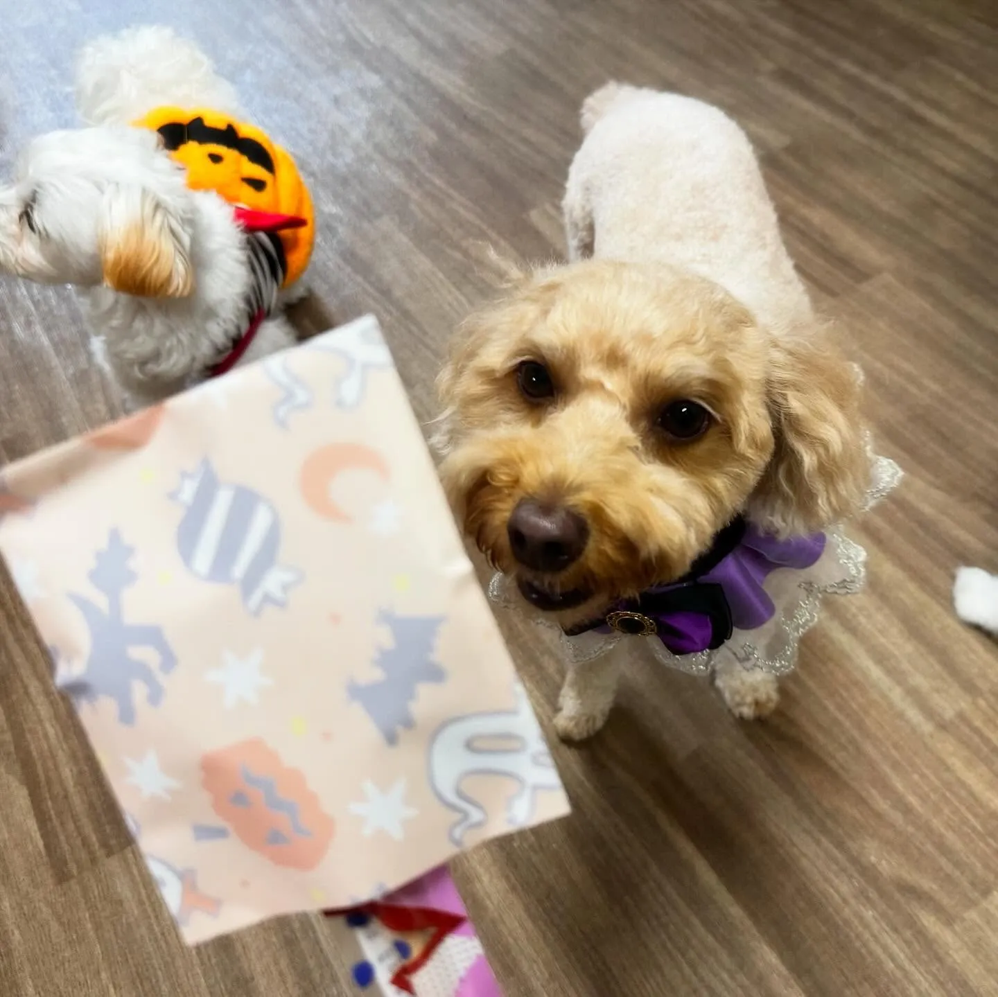 ハロウィンイベントのアルバムが全部作り終わりました🎃📕