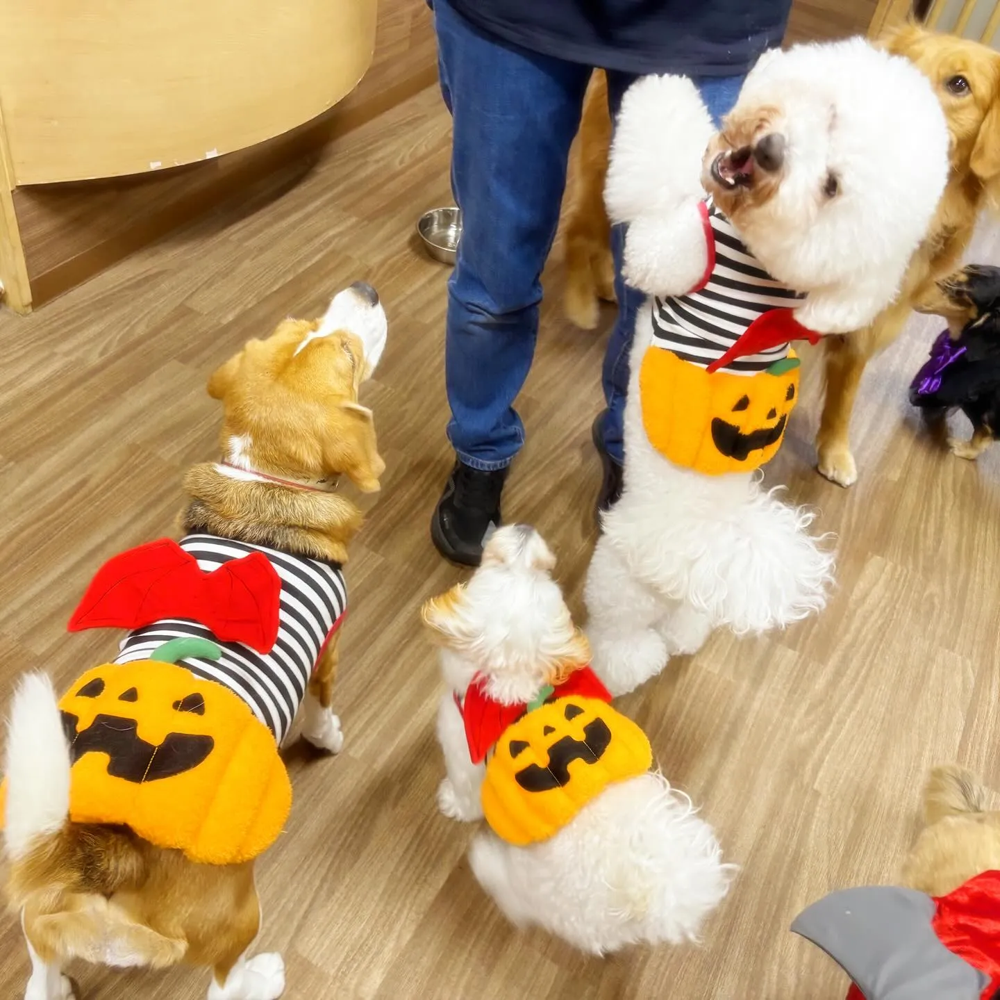 ハロウィンイベントのアルバムが全部作り終わりました🎃📕