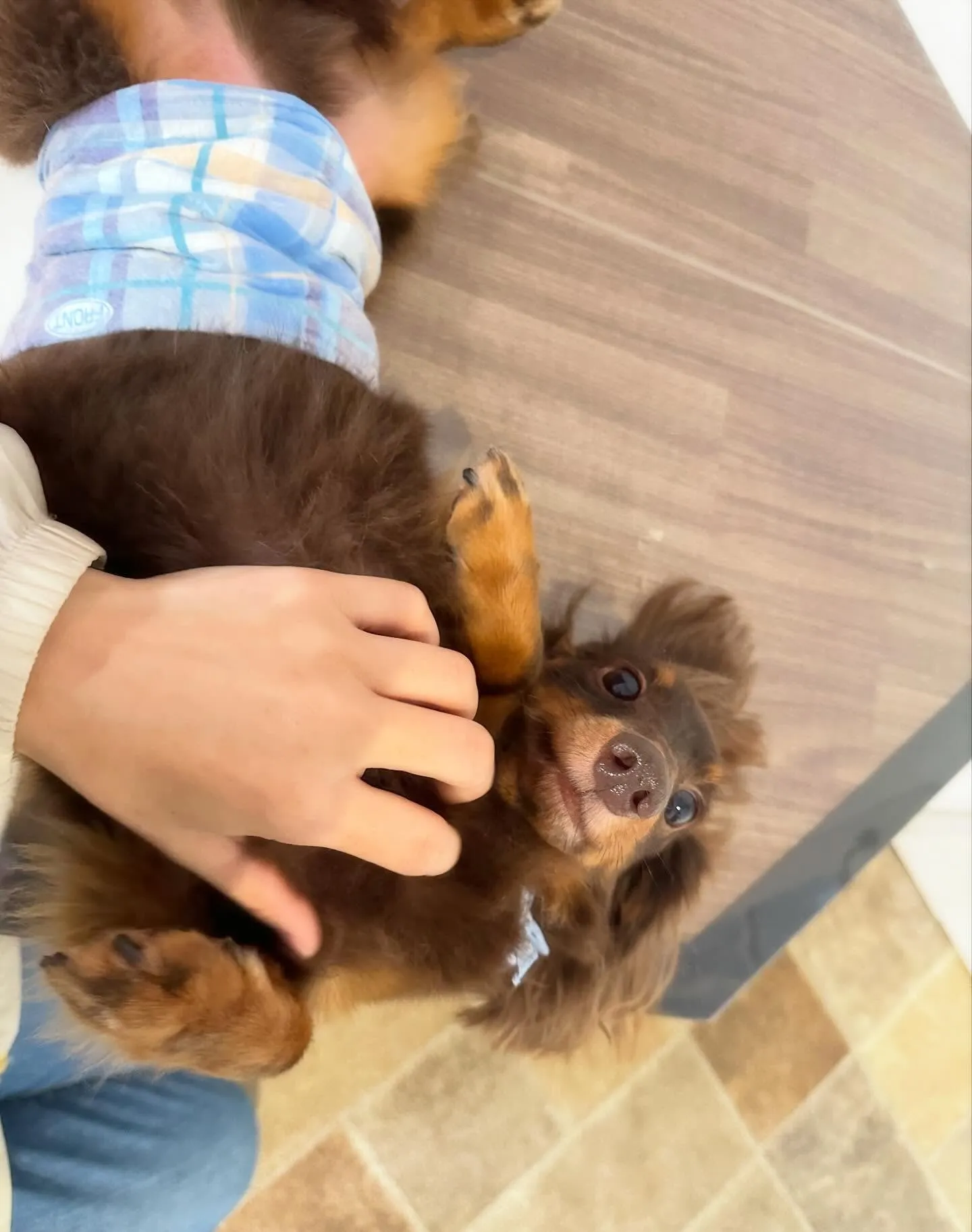 お手入れに来てくれたわんこたちです💕