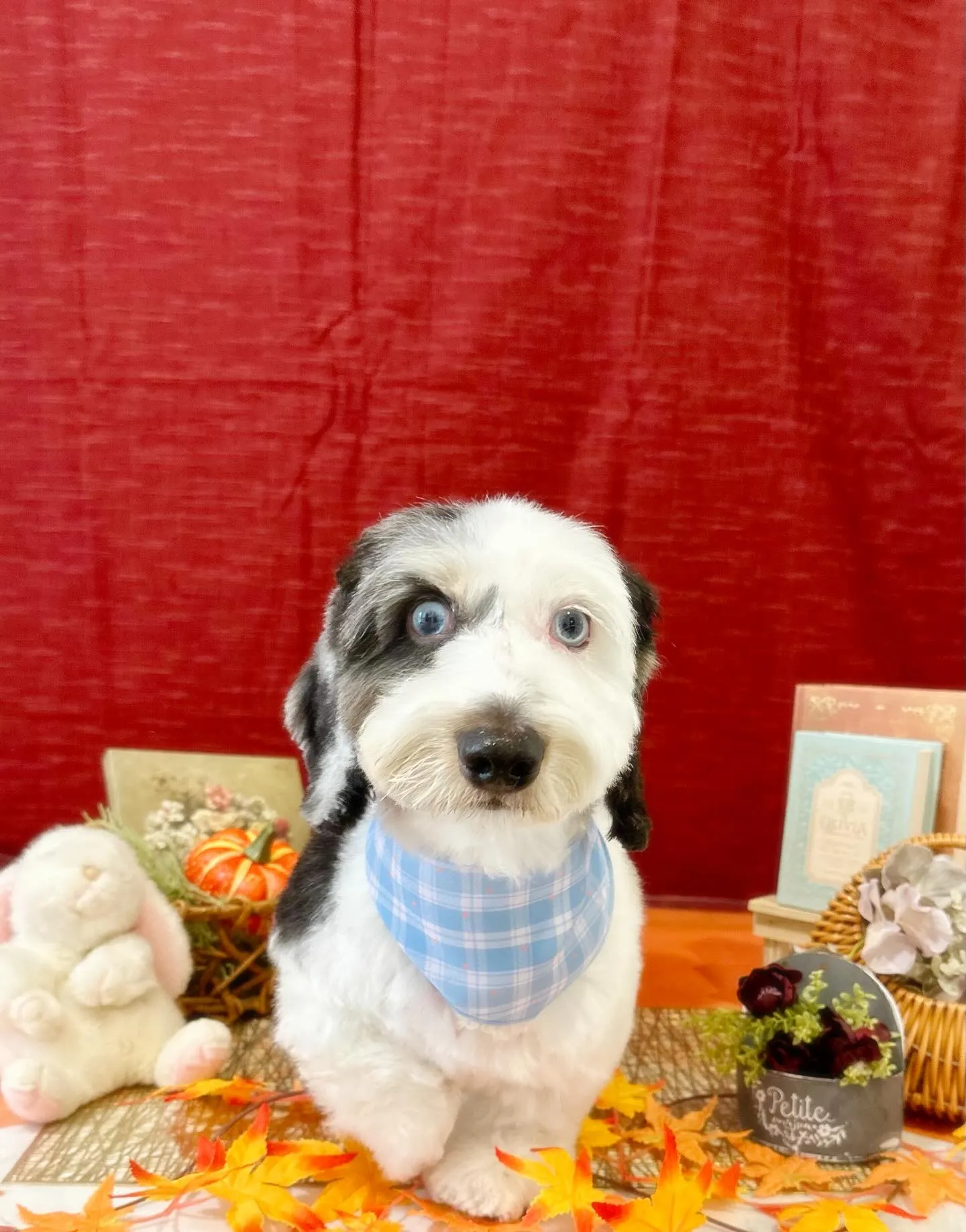 お手入れに来てくれたわんこたちです💕