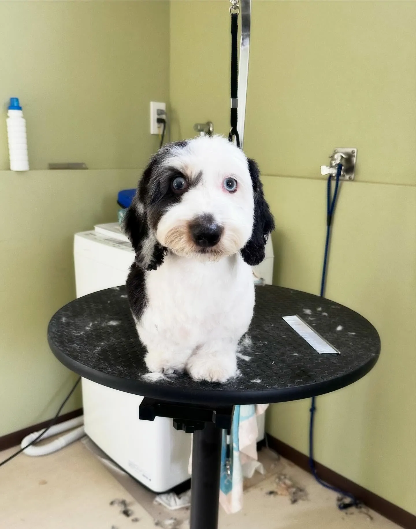 お手入れに来てくれたわんこたちです💕