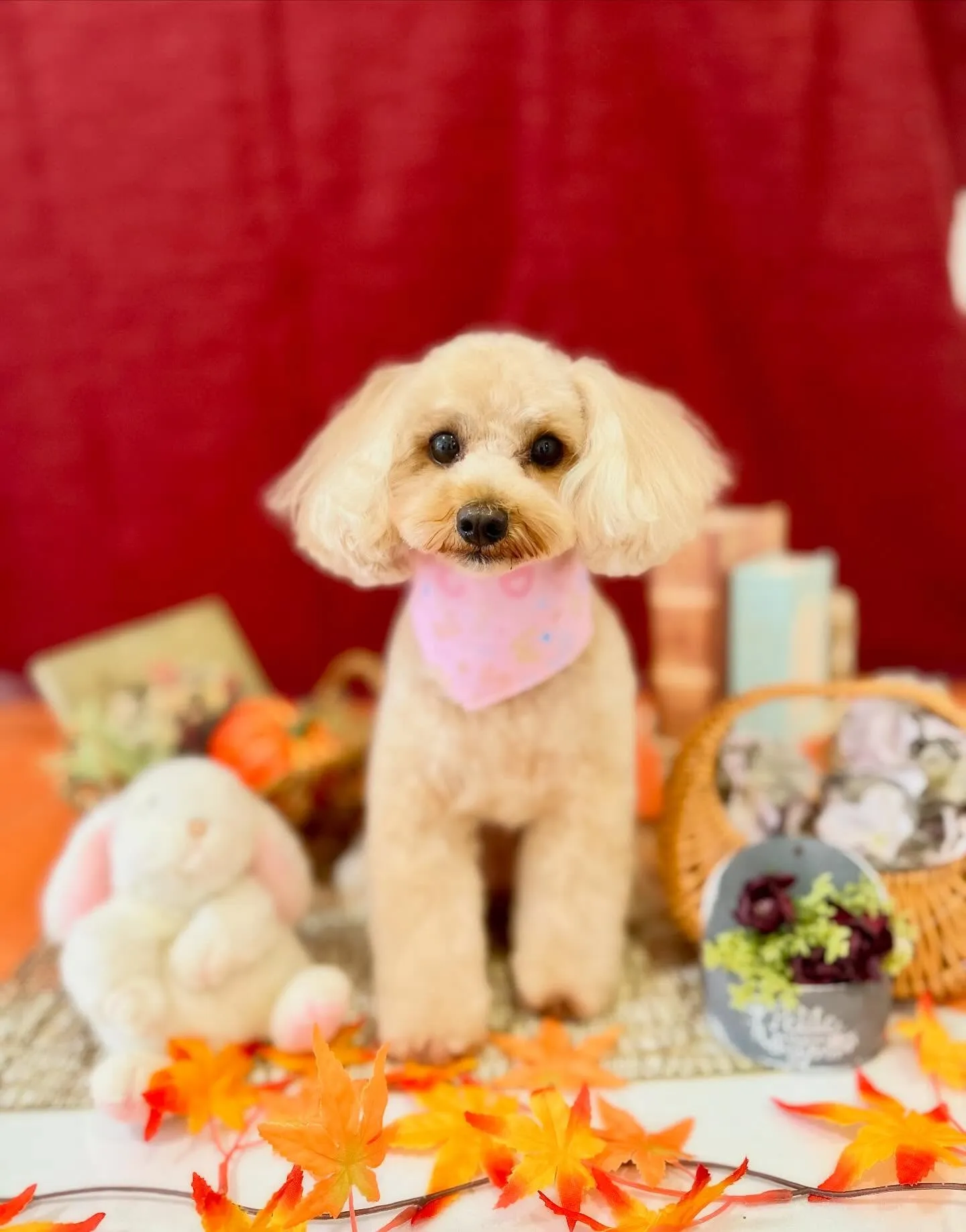 お手入れに来てくれたわんこたちです💕