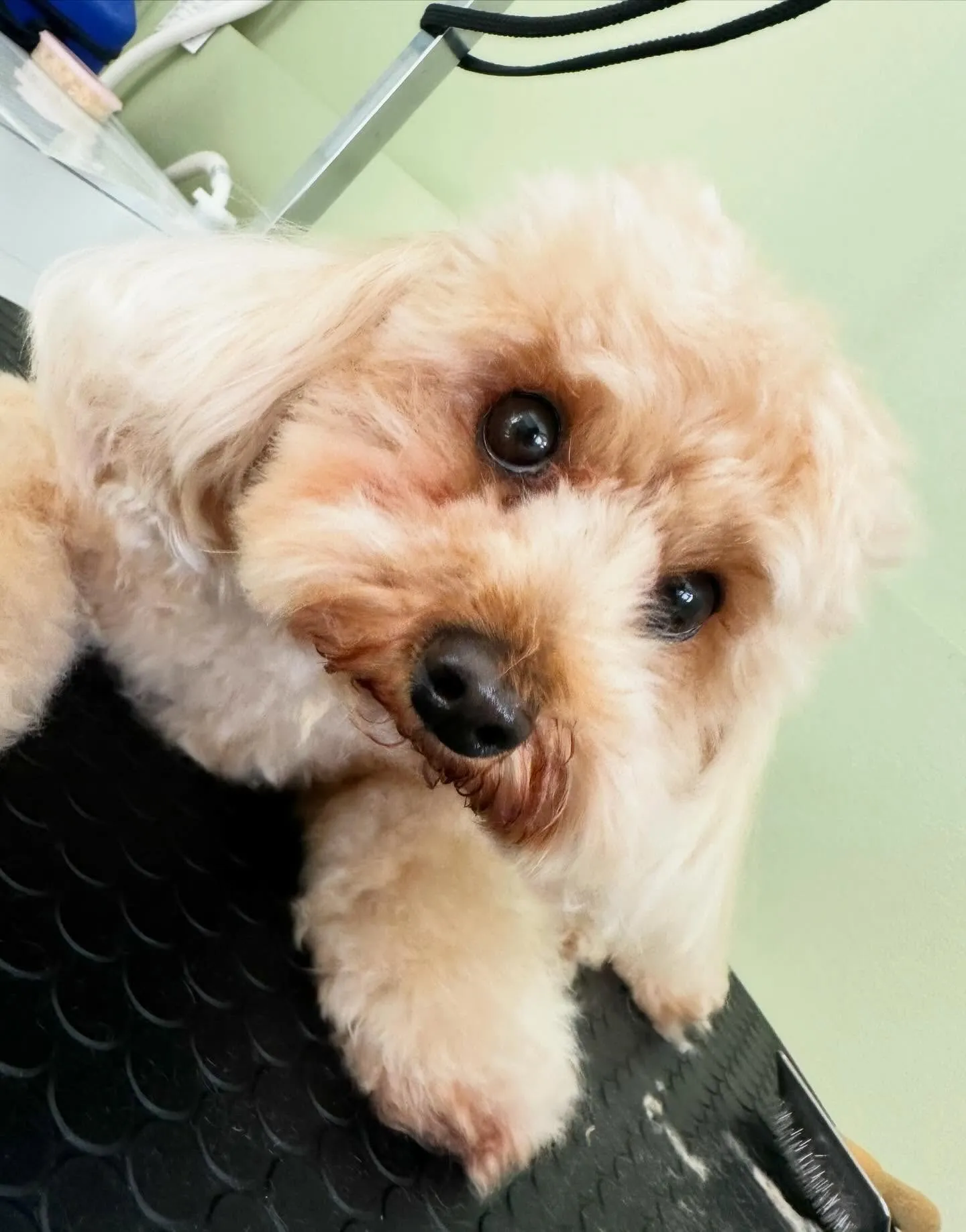 お手入れに来てくれたわんこたちです💕