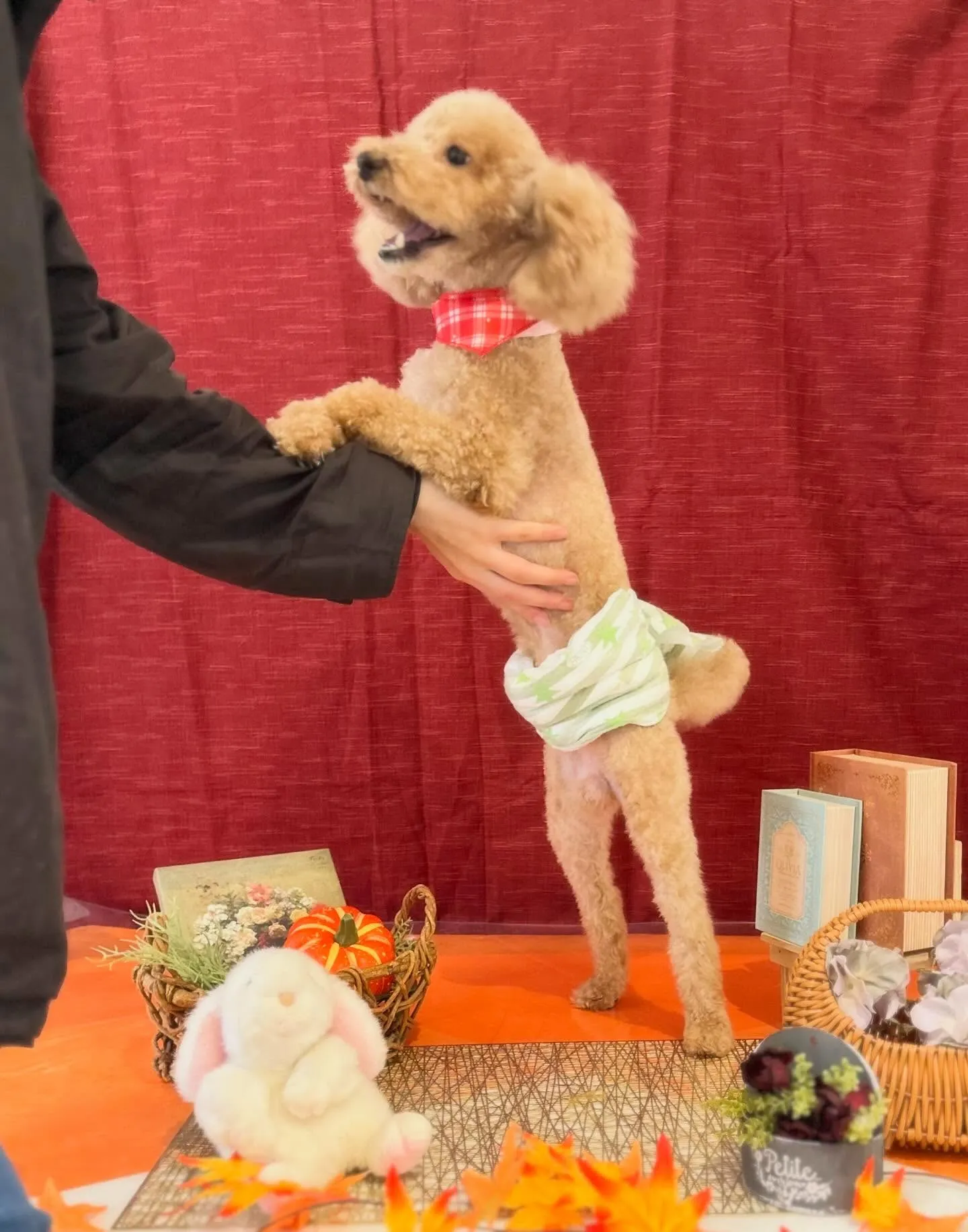 お手入れに来てくれたわんこたちです💕