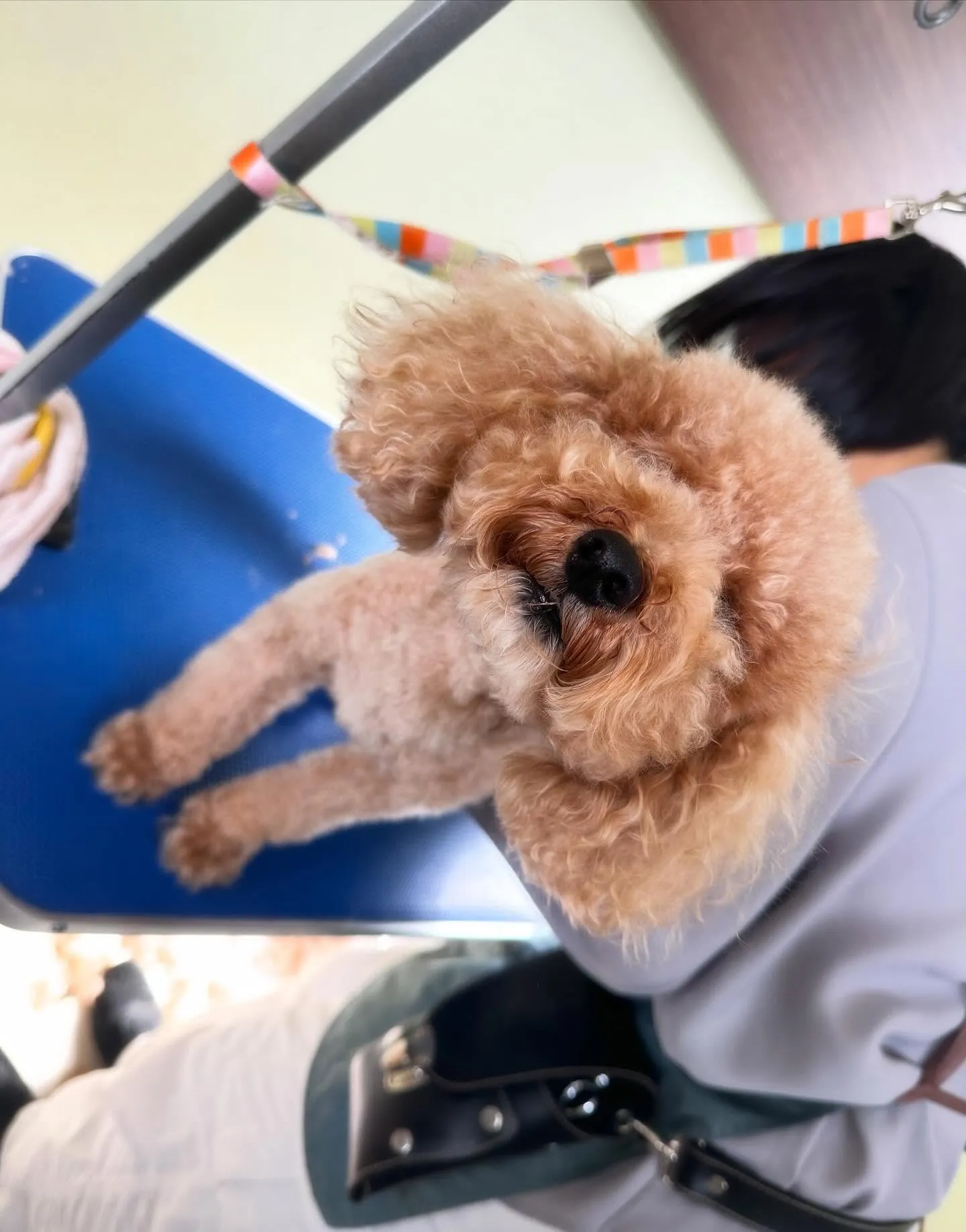 お手入れに来てくれたわんこたちです💕