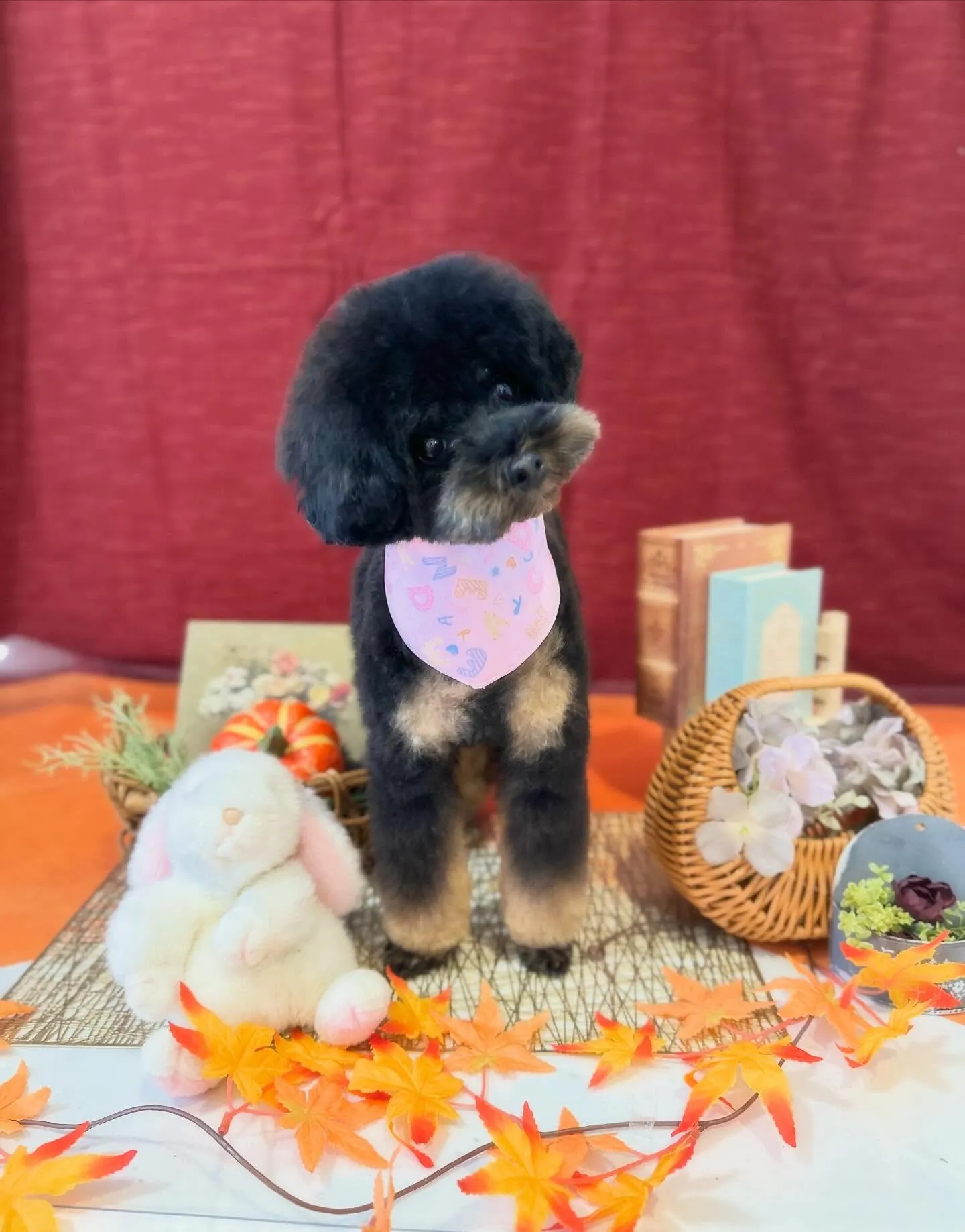 お手入れに来てくれたわんこたちです💕