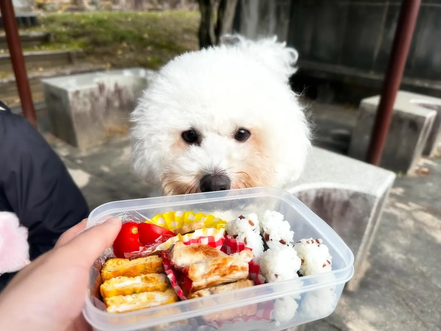 ハロウィンアルバムが作り終わったので、