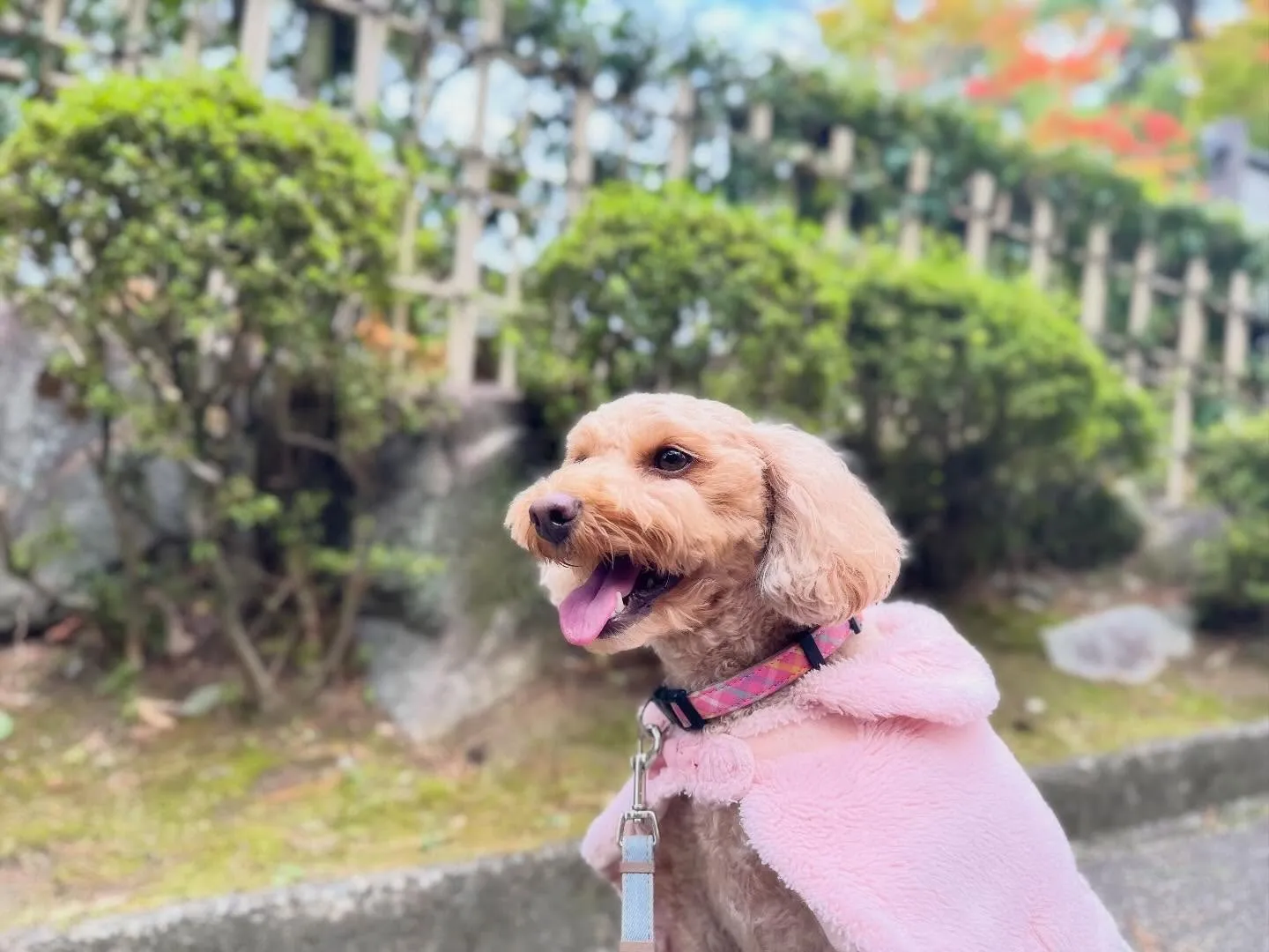 ハロウィンアルバムが作り終わったので、