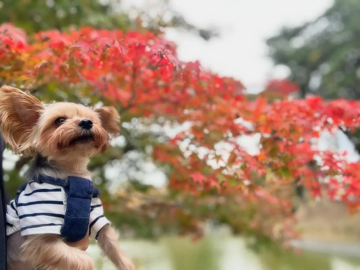 ハロウィンアルバムが作り終わったので、