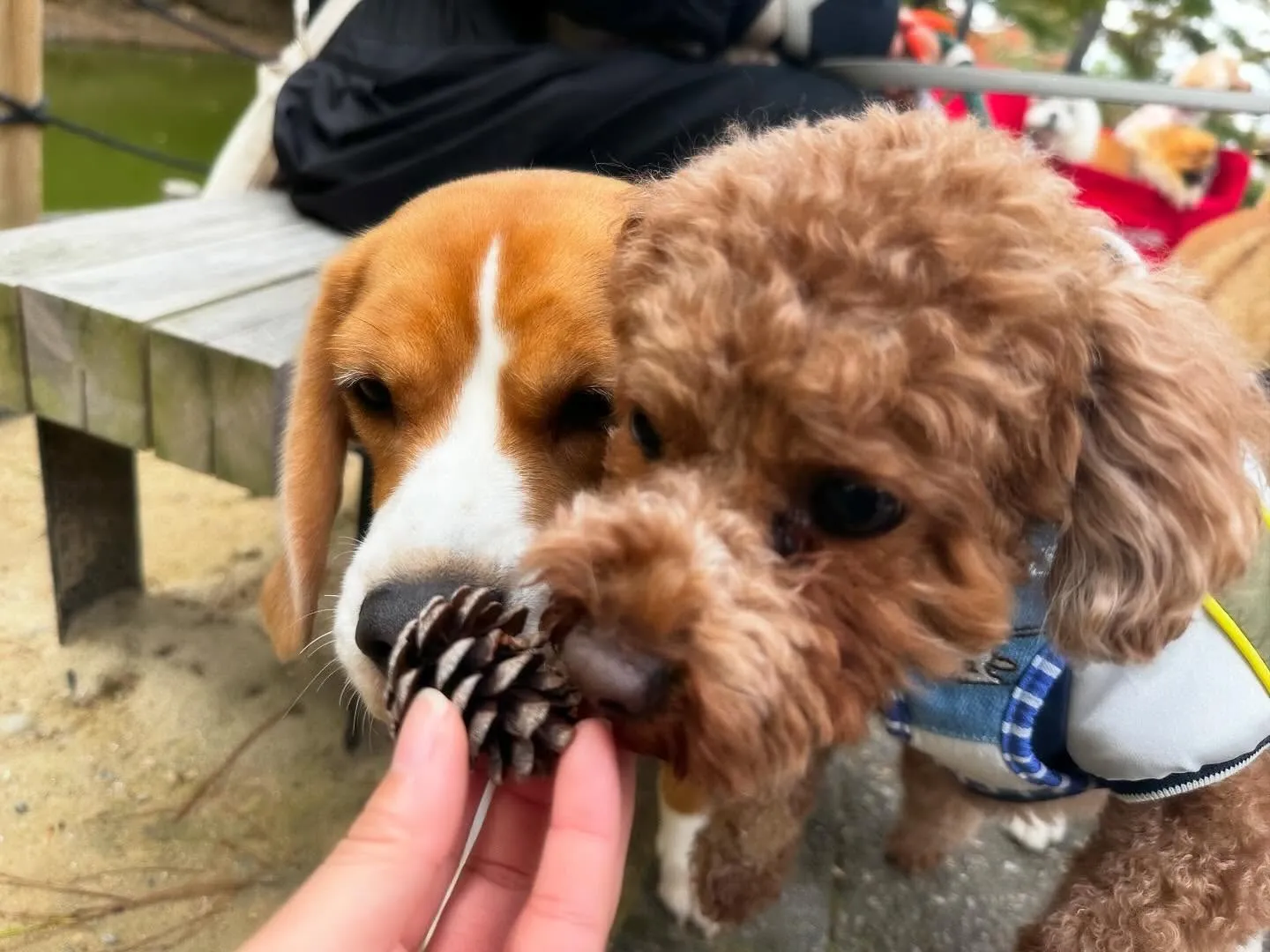 ハロウィンアルバムが作り終わったので、