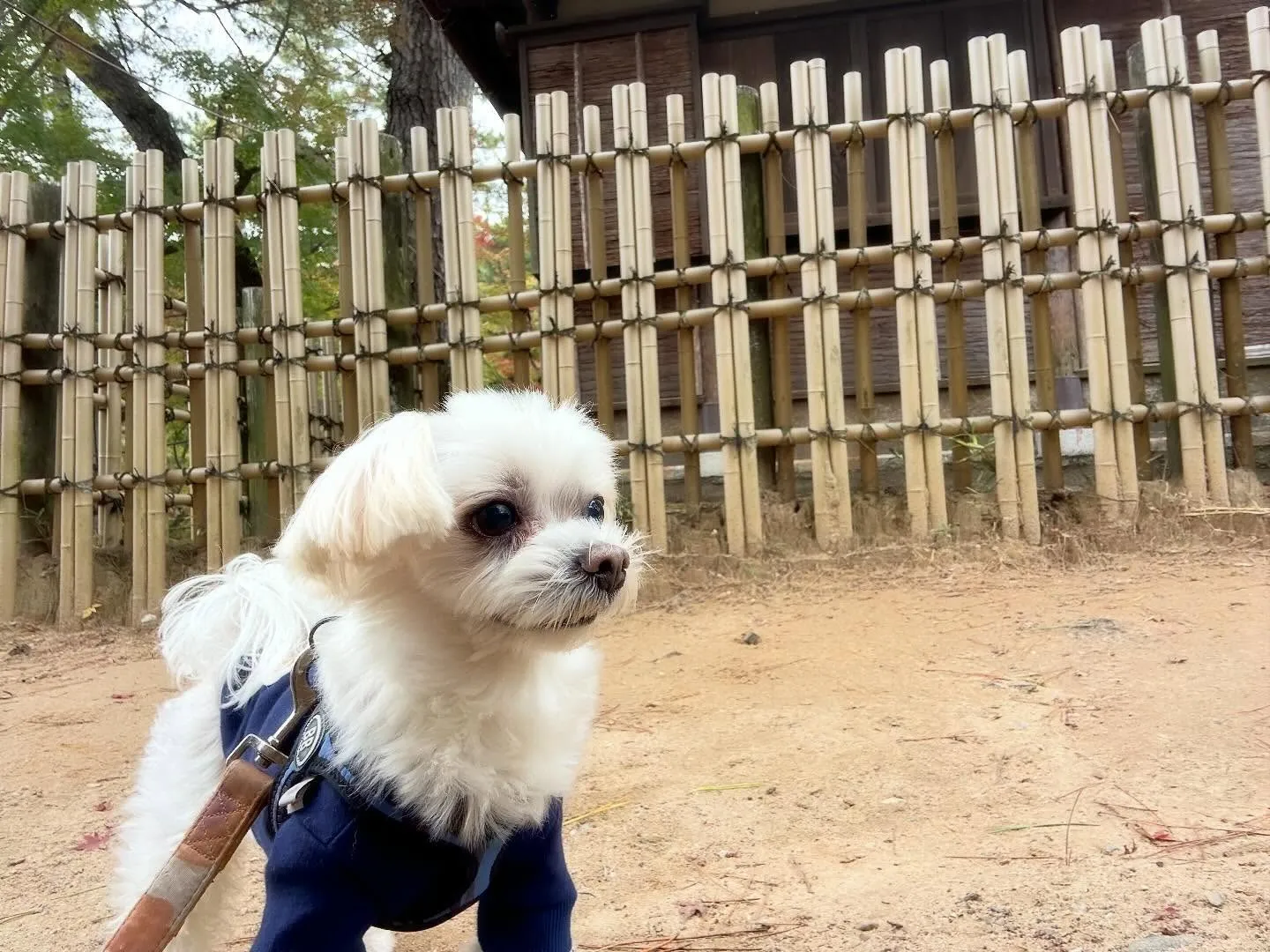 ハロウィンアルバムが作り終わったので、