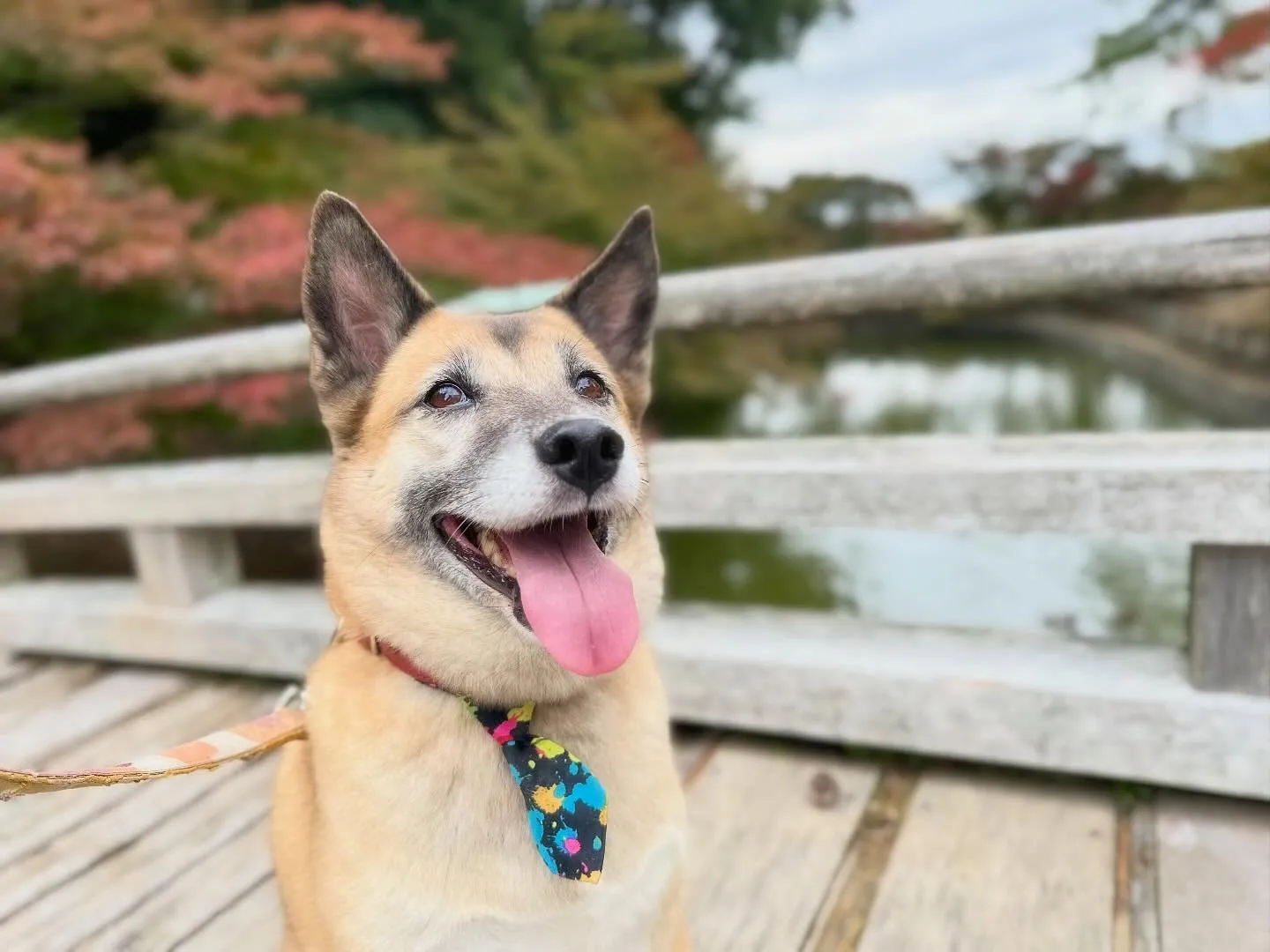 ハロウィンアルバムが作り終わったので、