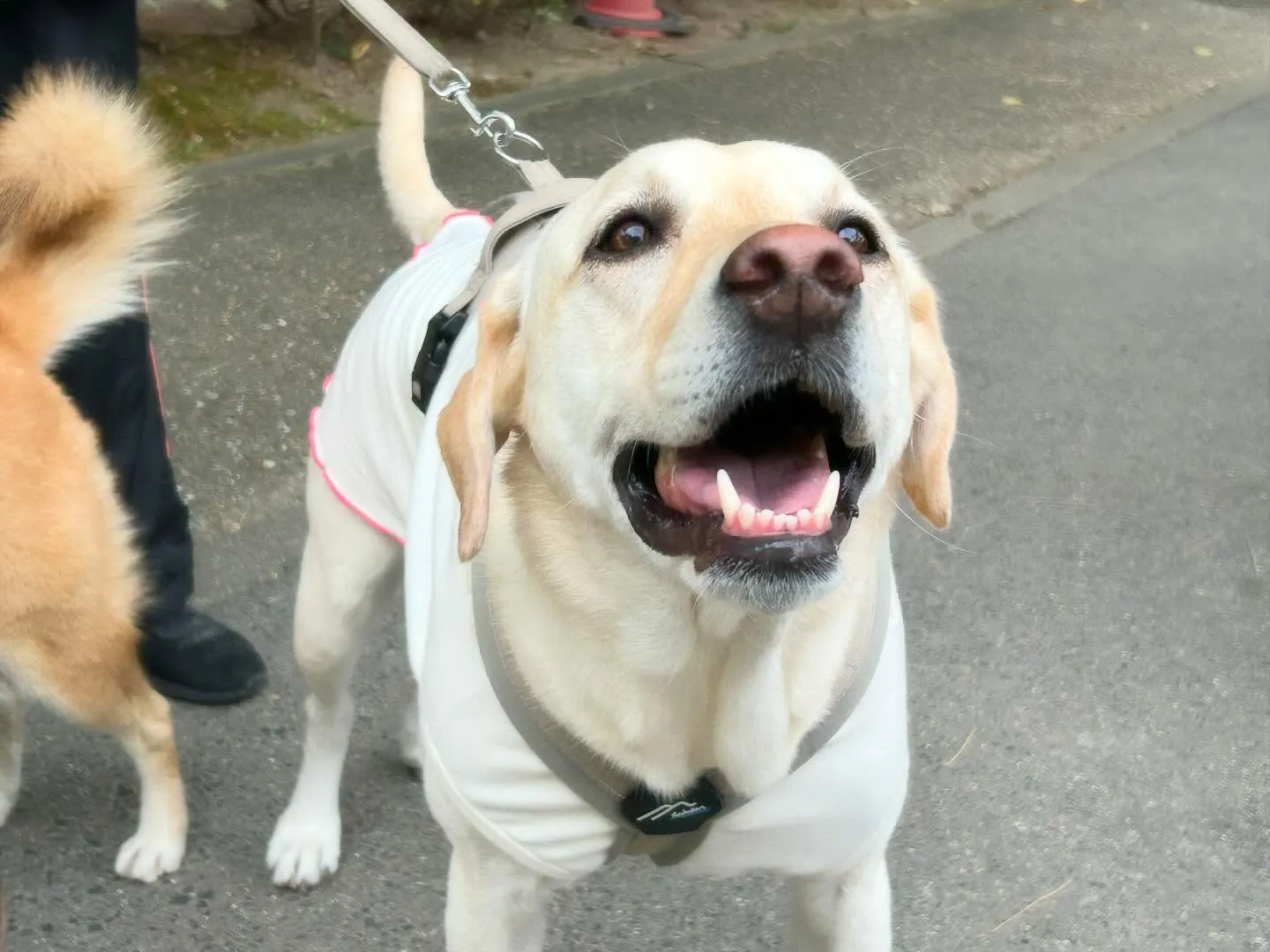ハロウィンアルバムが作り終わったので、