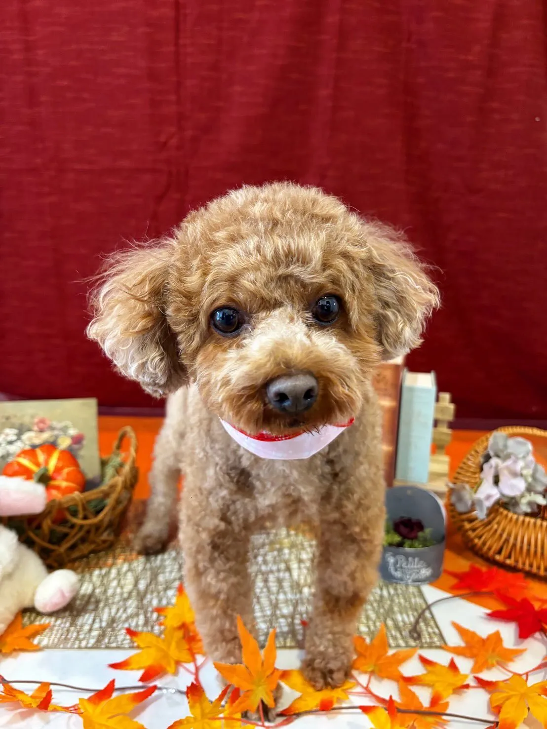 トリミングのセットメニューで来てくれたわんこたち🐾