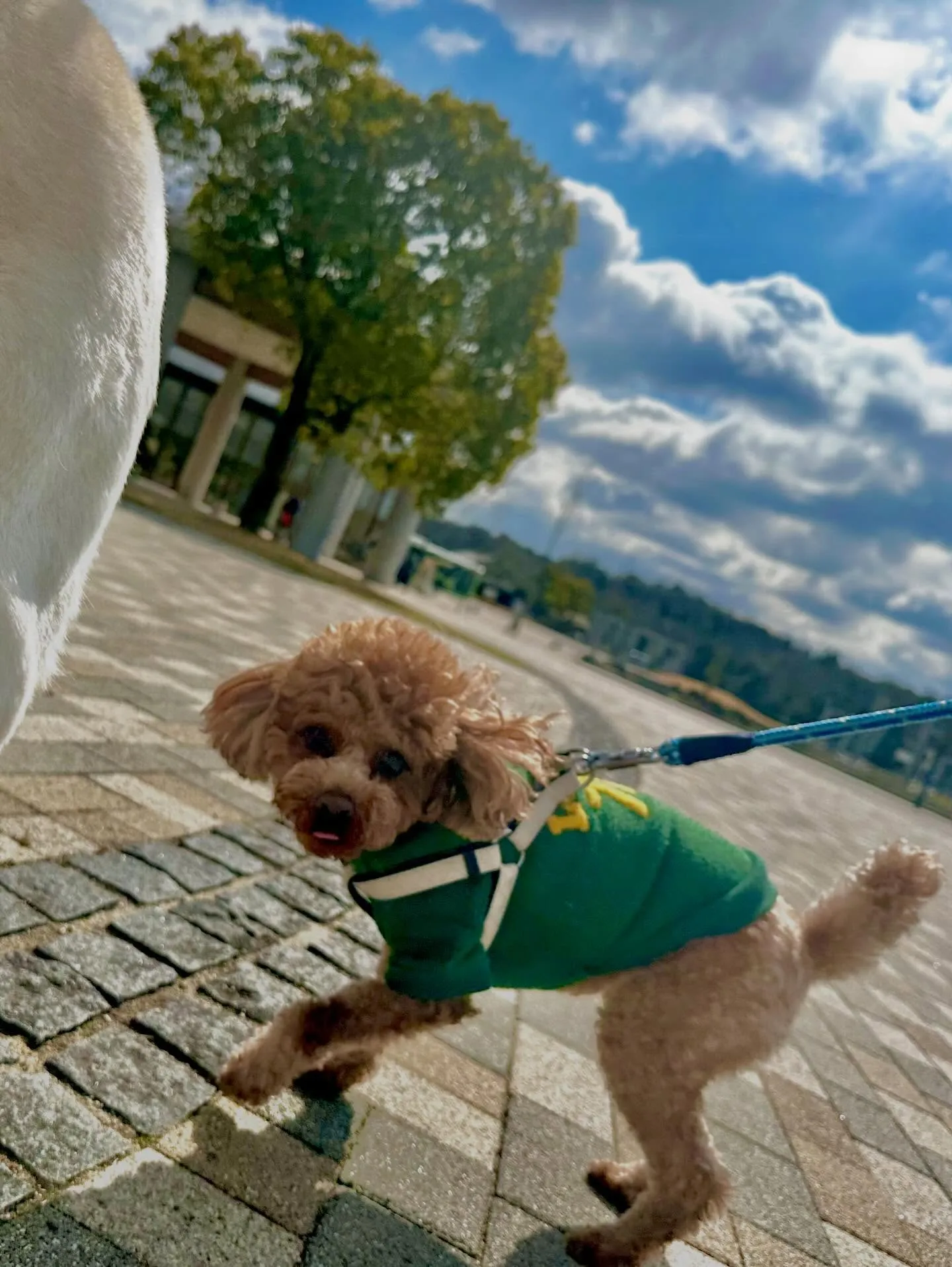 トリミングのセットメニューで来てくれたわんこたち🐾