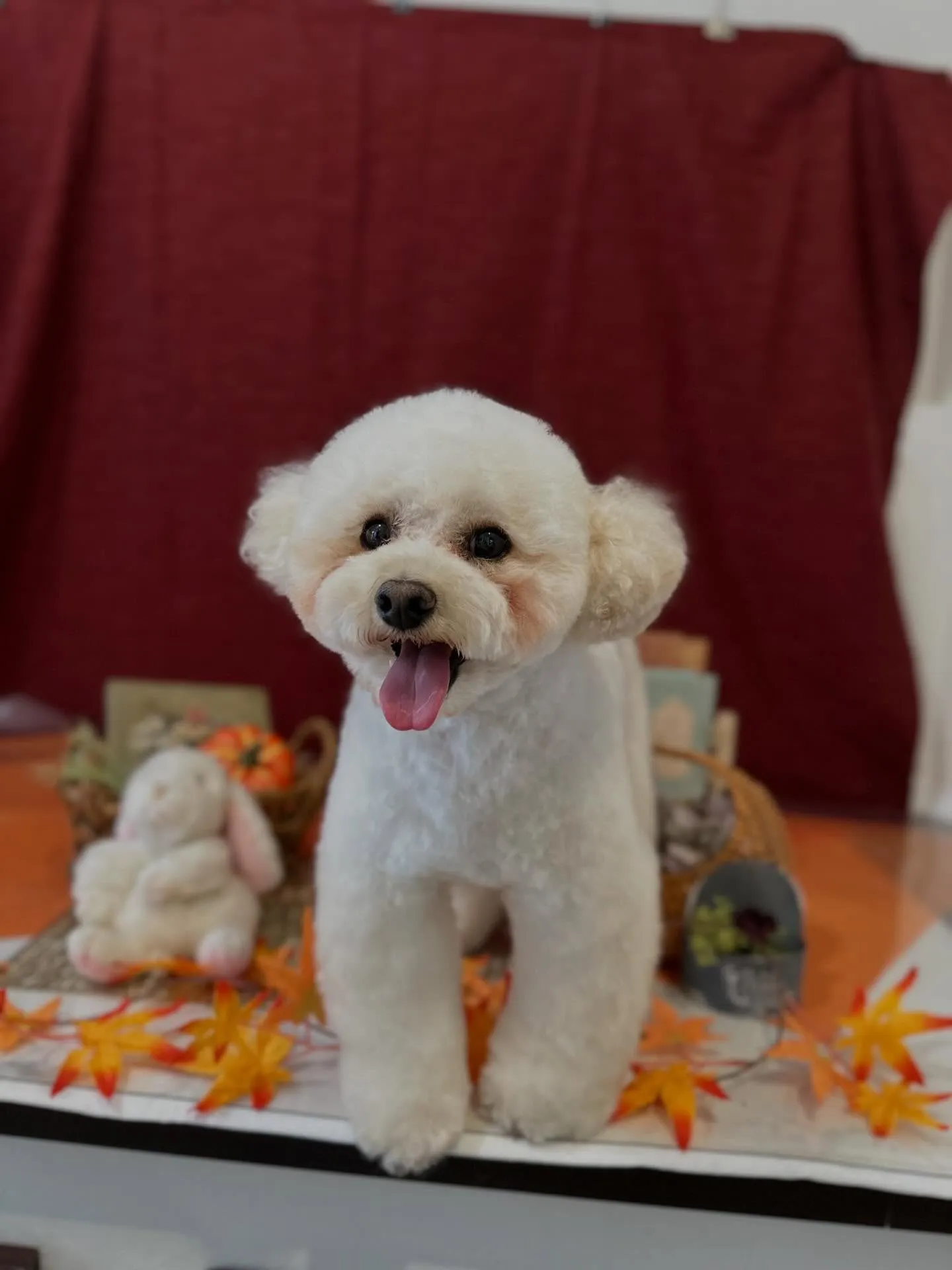 トリミングのセットメニューで来てくれたわんこたち🐾