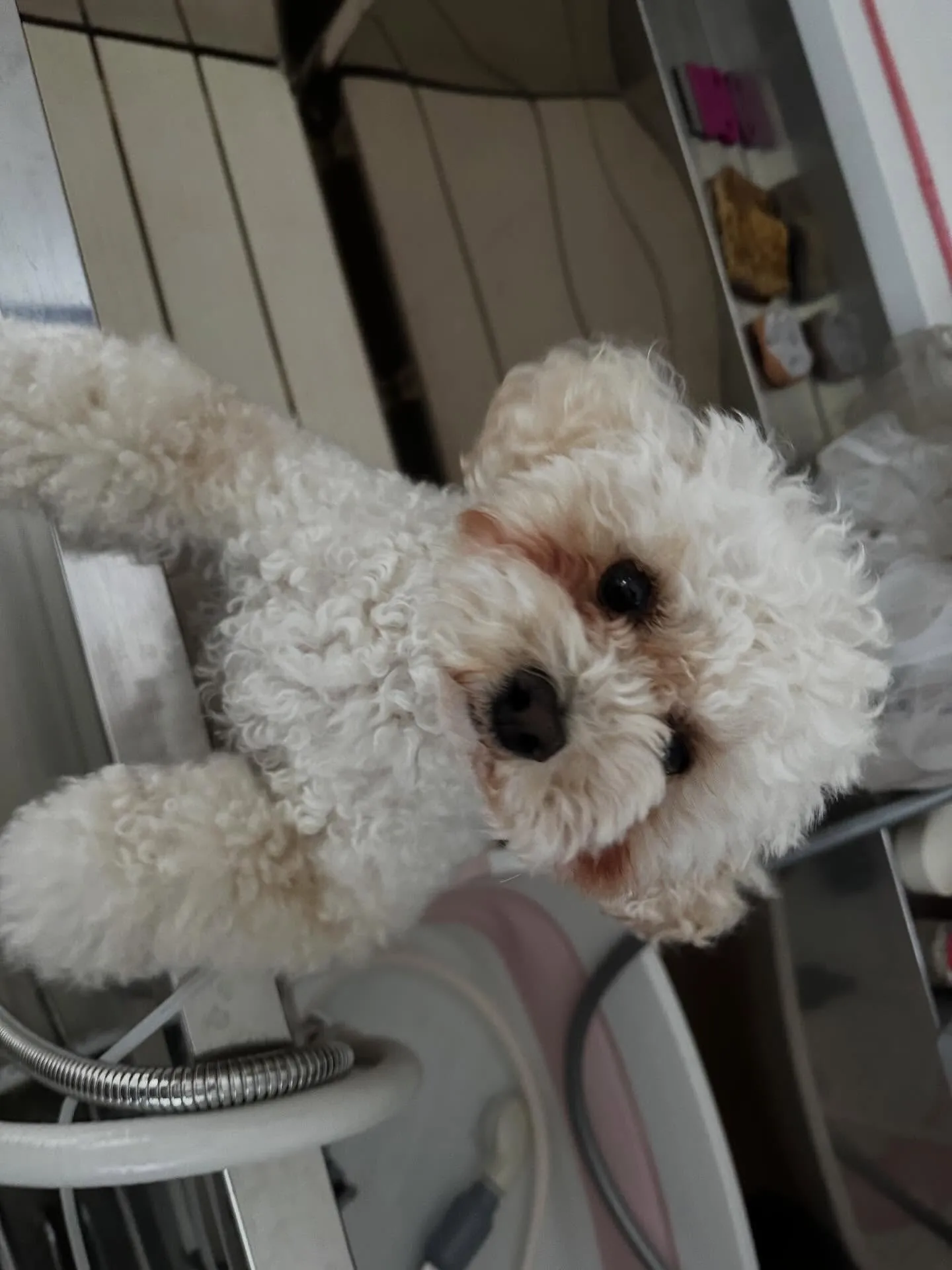 トリミングのセットメニューで来てくれたわんこたち🐾