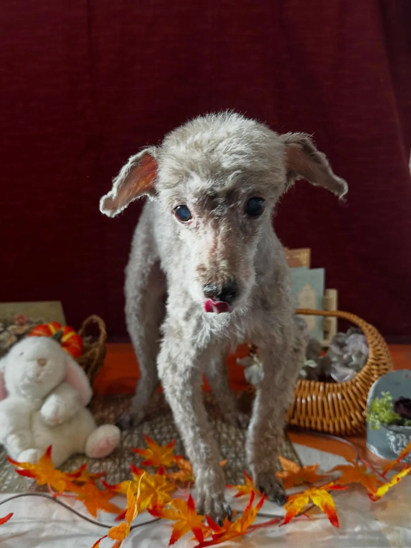 トリミングのセットメニューで来てくれたわんこたち🐾
