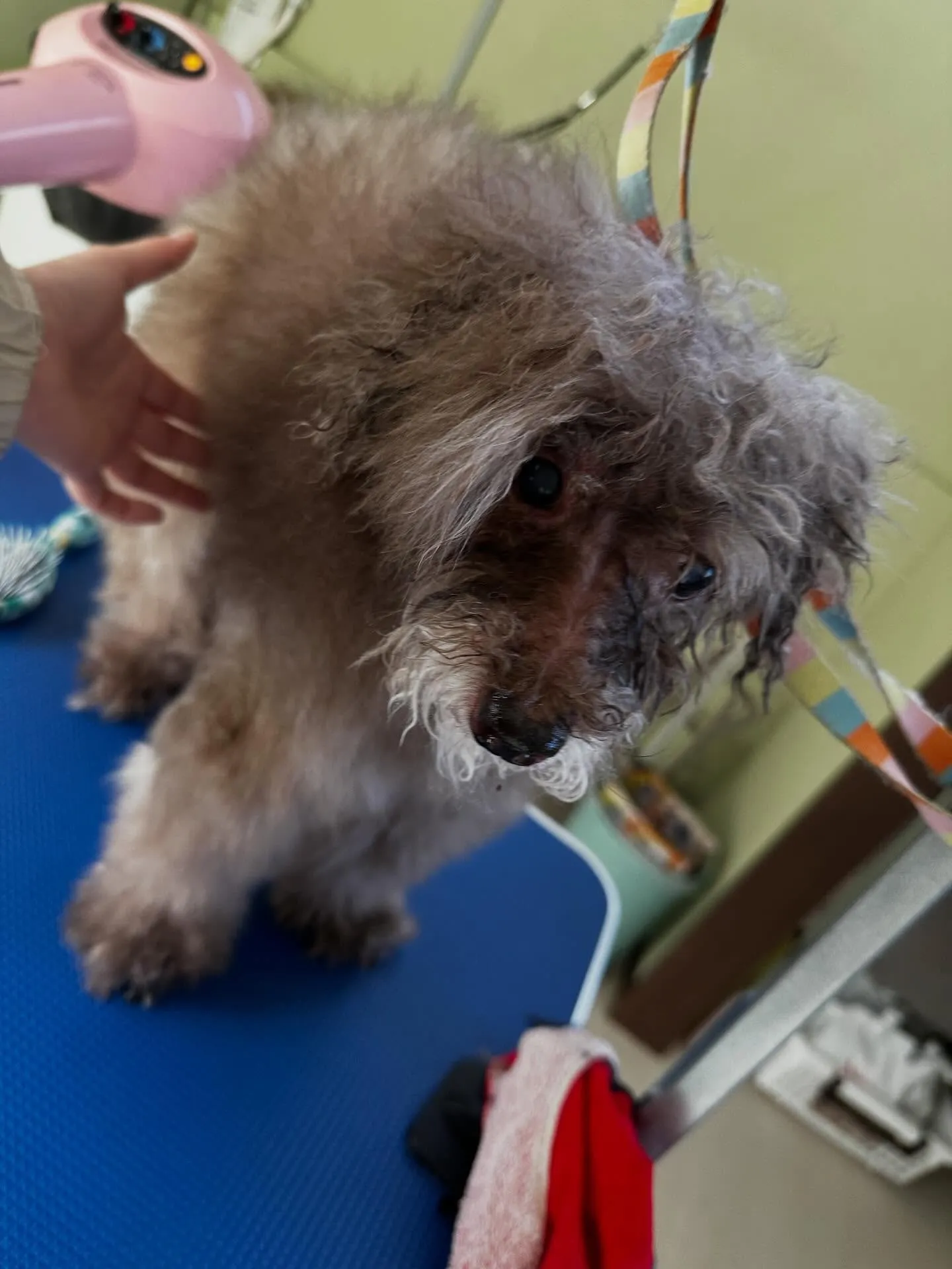 トリミングのセットメニューで来てくれたわんこたち🐾