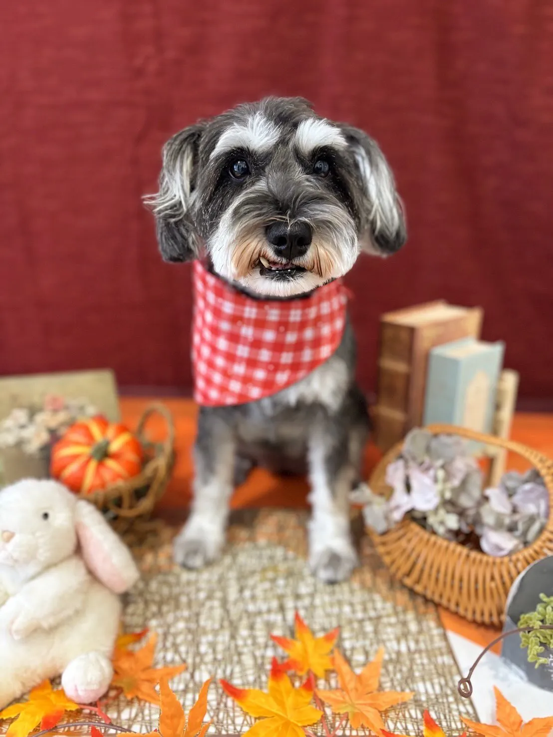 トリミングのセットメニューで来てくれたわんこたち🐾