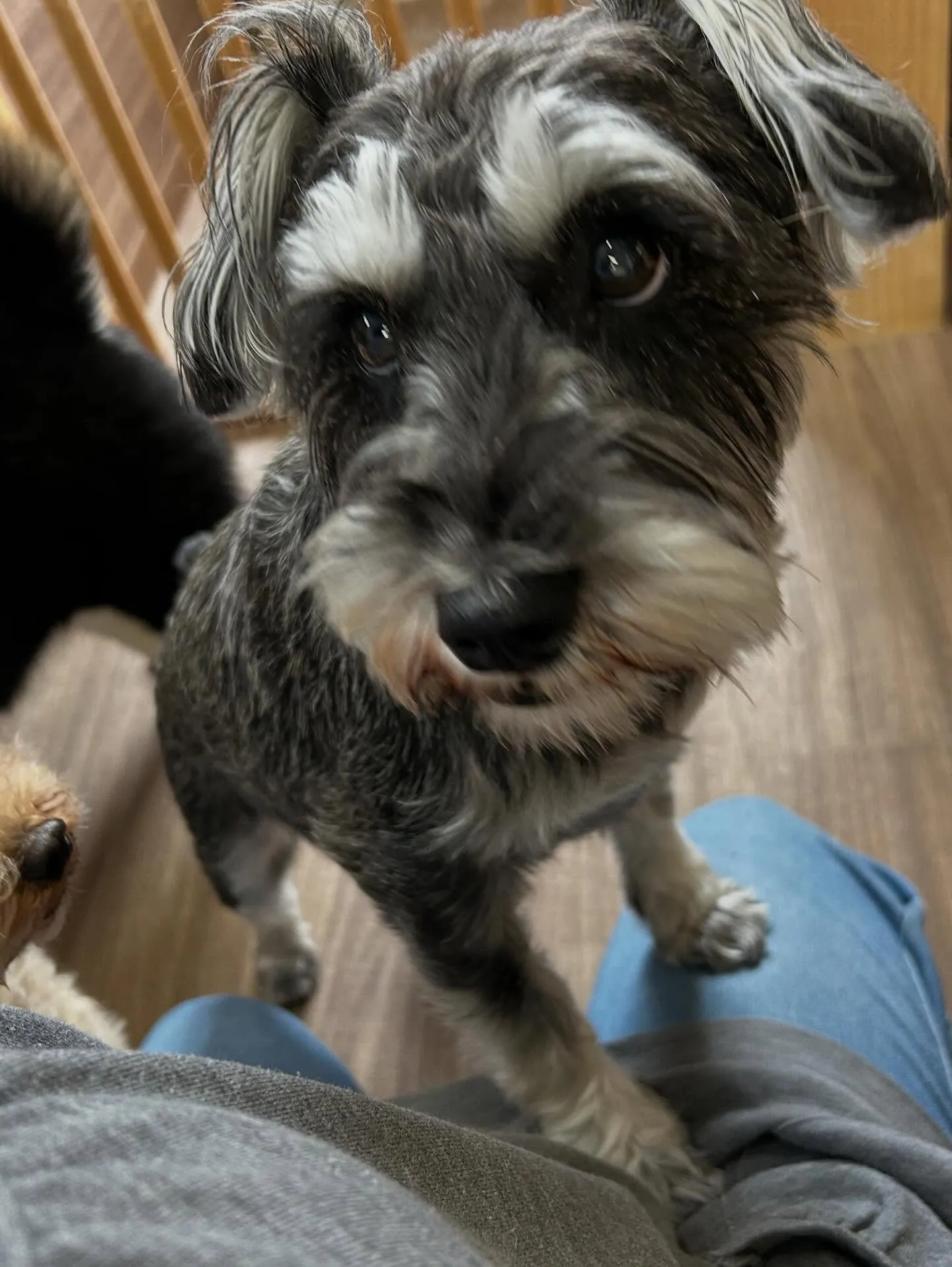 トリミングのセットメニューで来てくれたわんこたち🐾