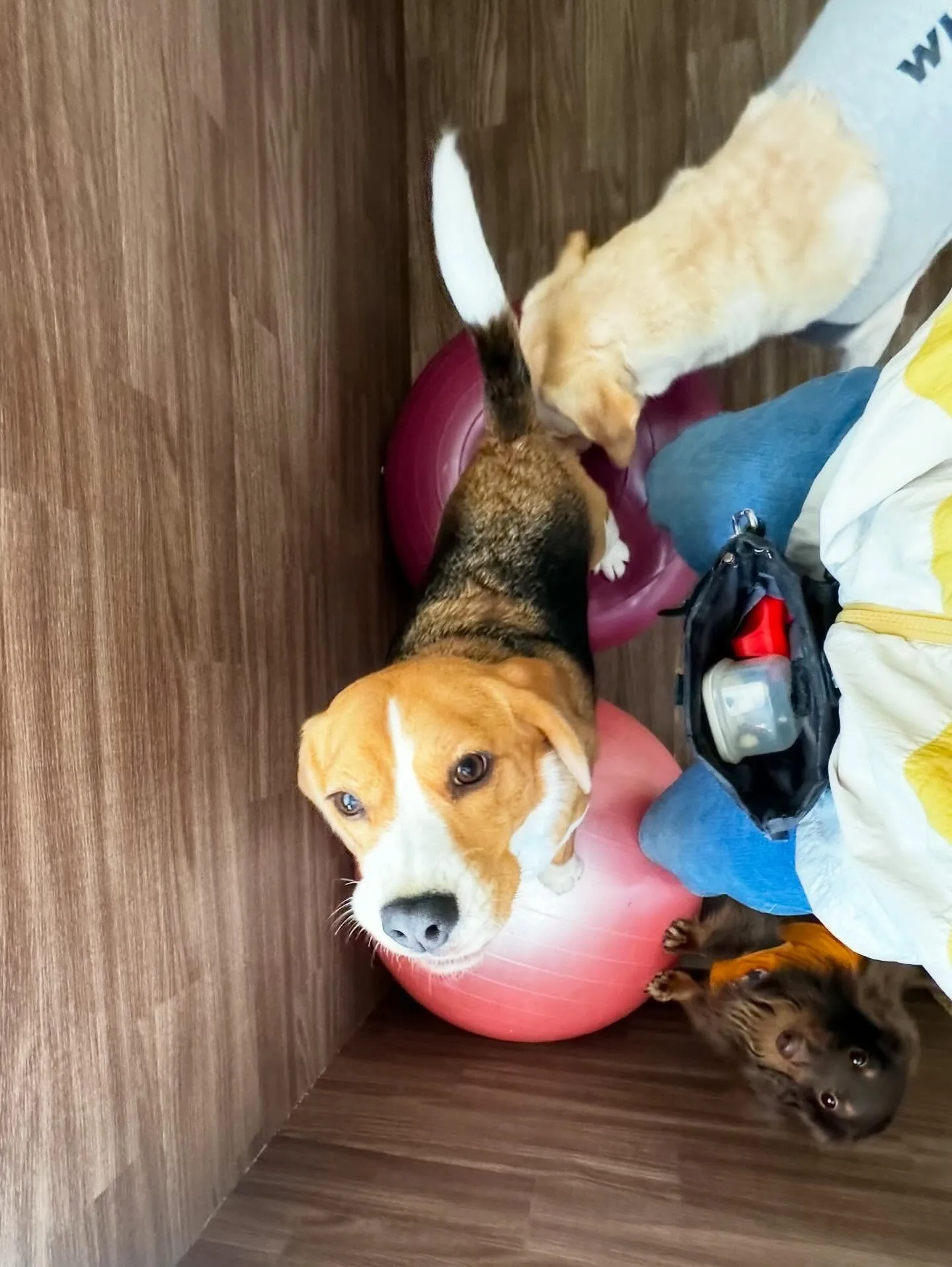 あいちゃんのダイエット合宿、