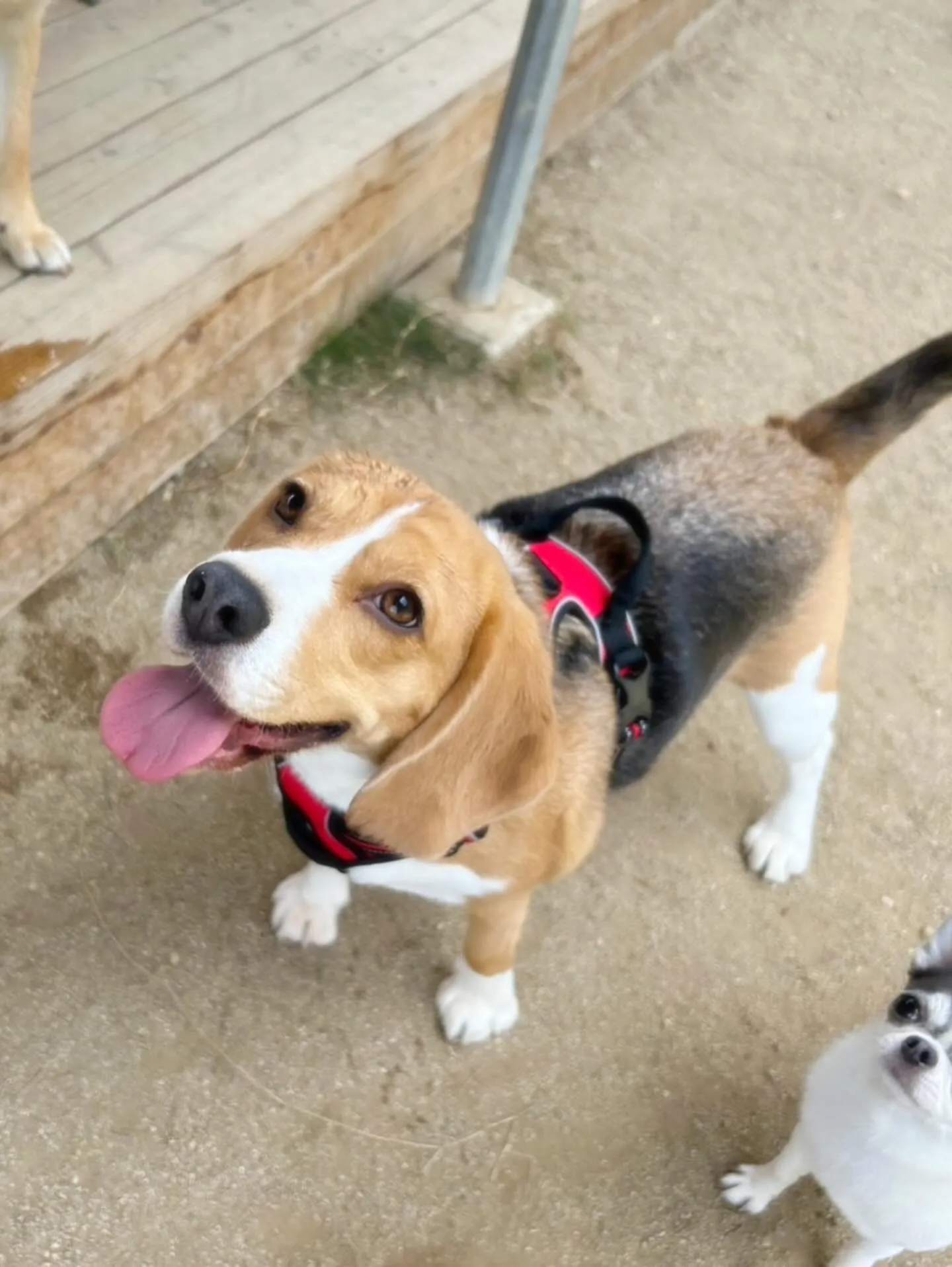 あいちゃんのダイエット合宿、