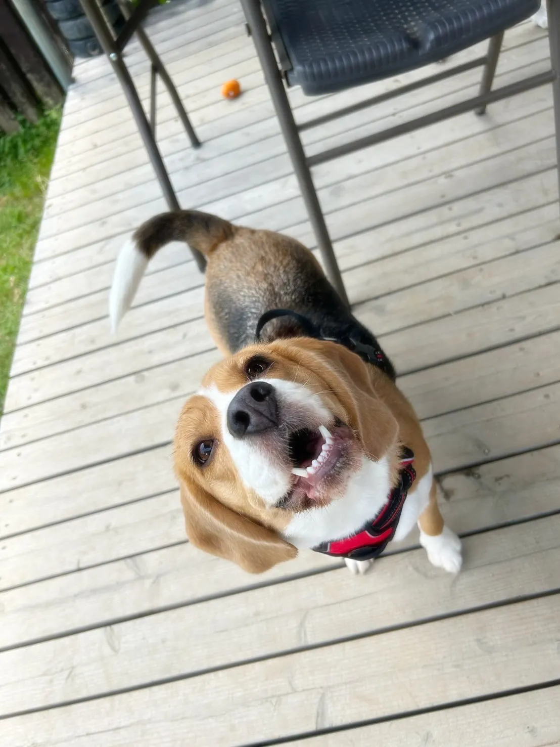 あいちゃんのダイエット合宿、