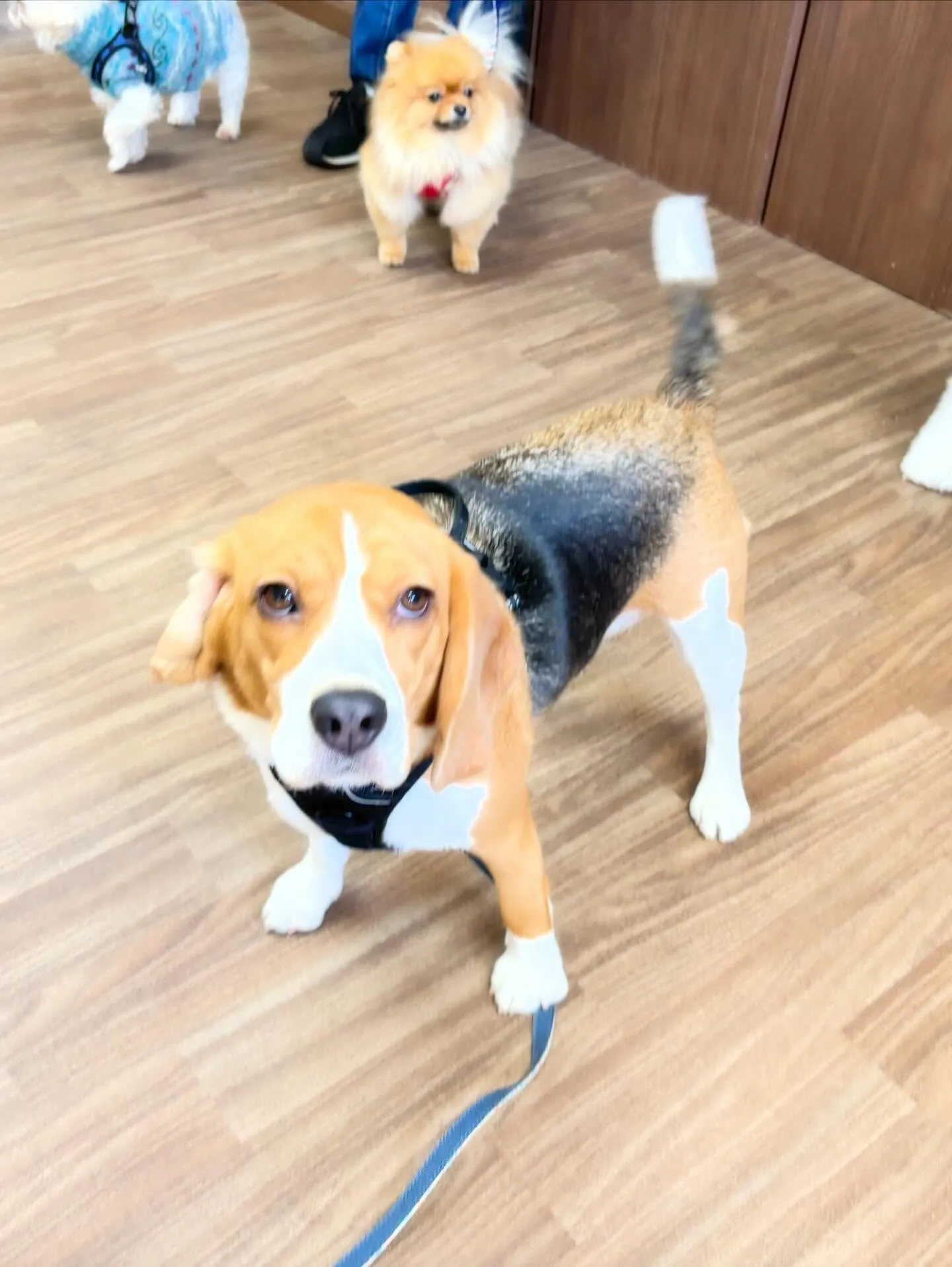 あいちゃんのダイエット合宿、