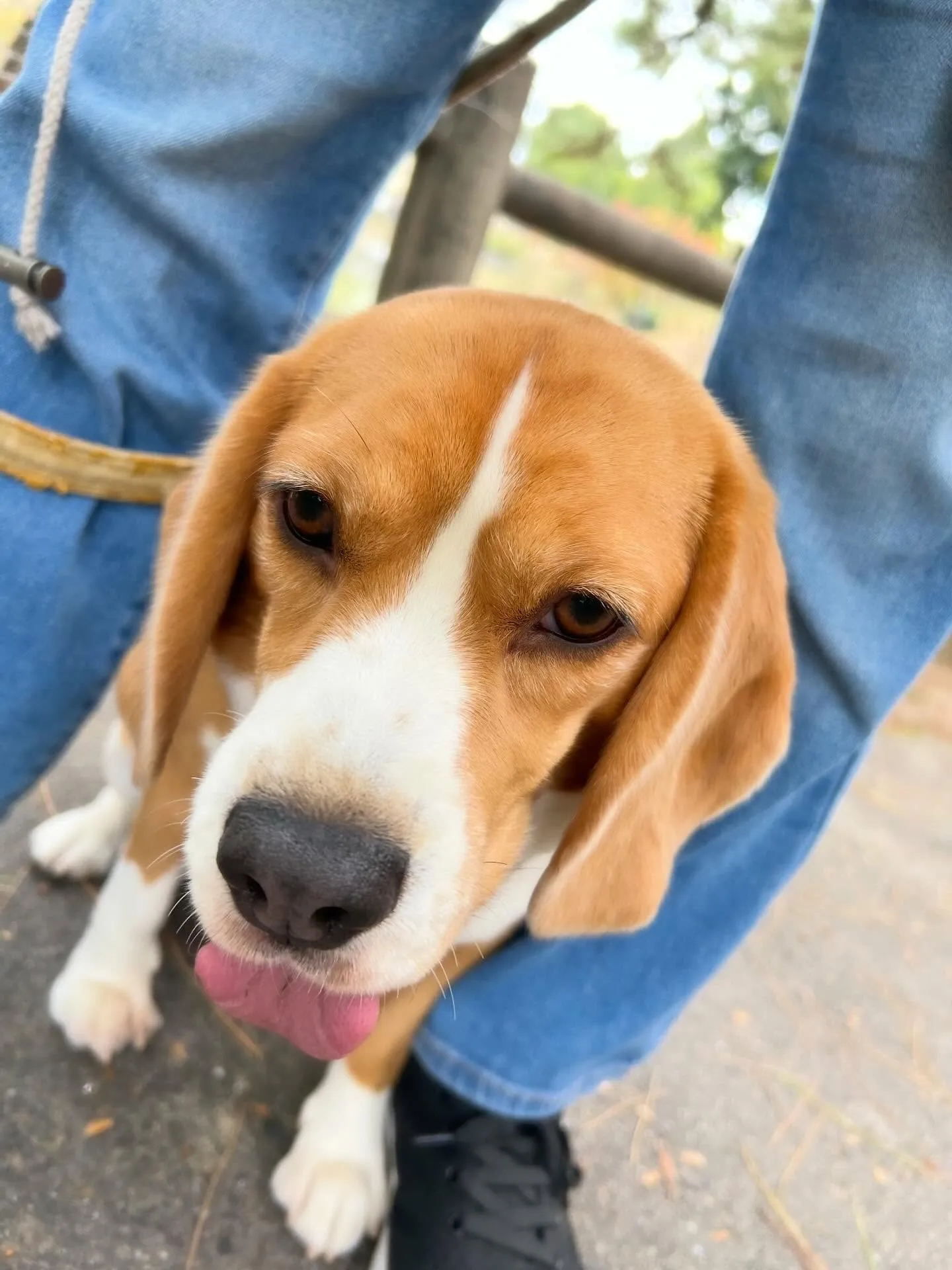 あいちゃんのダイエット合宿、