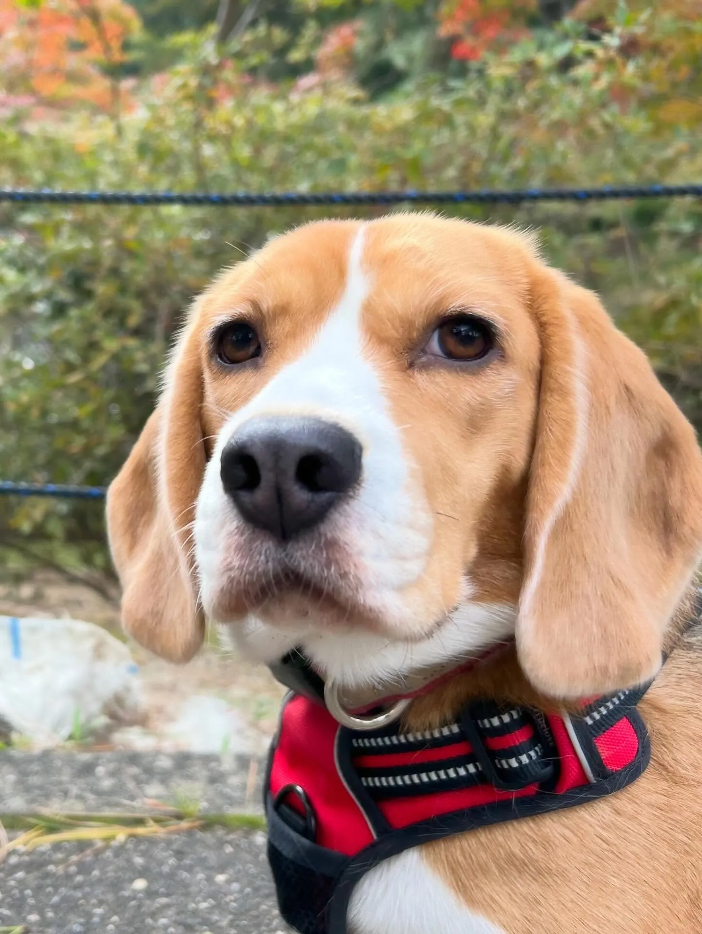 あいちゃんのダイエット合宿、