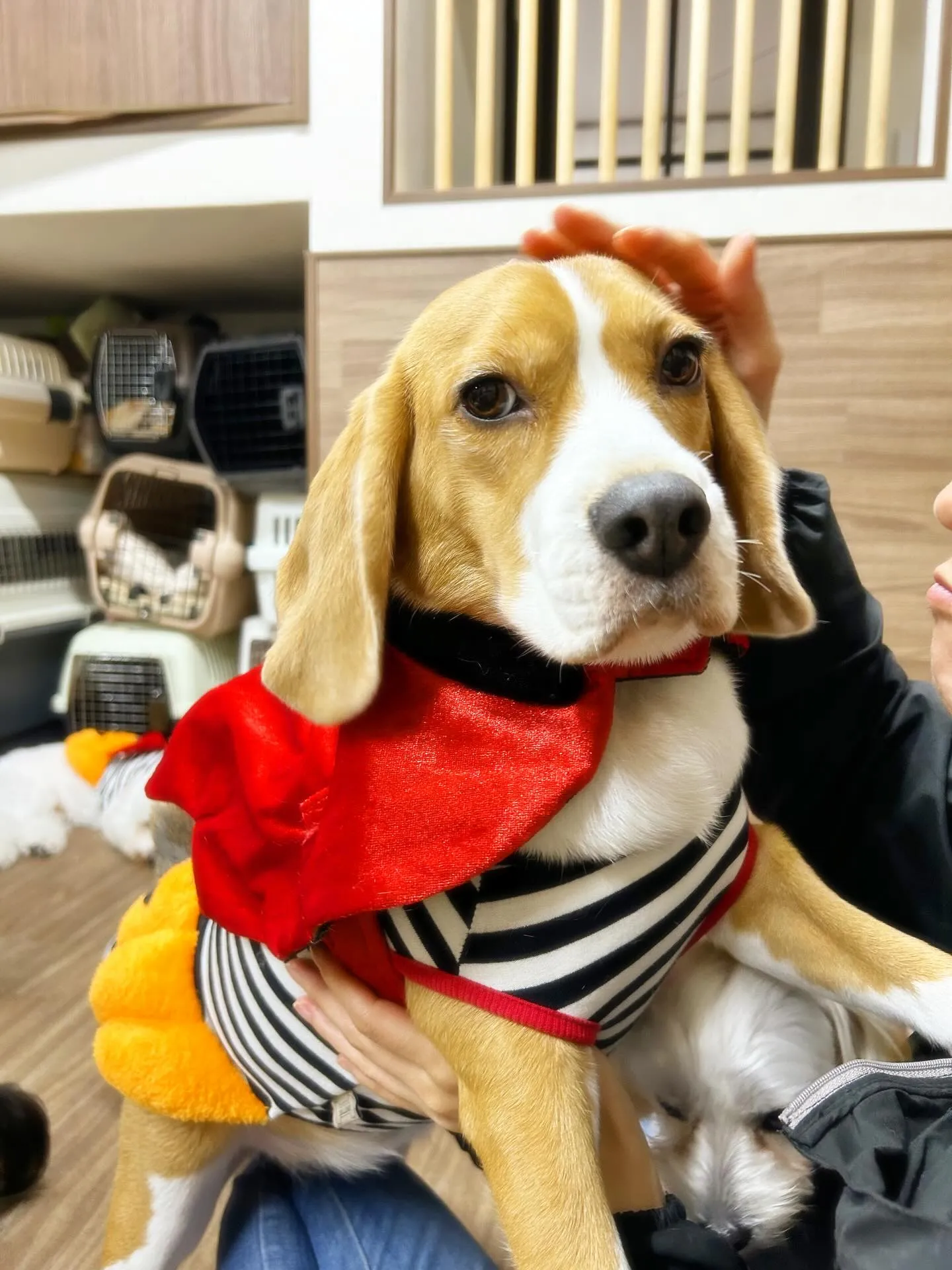 あいちゃんのダイエット合宿、